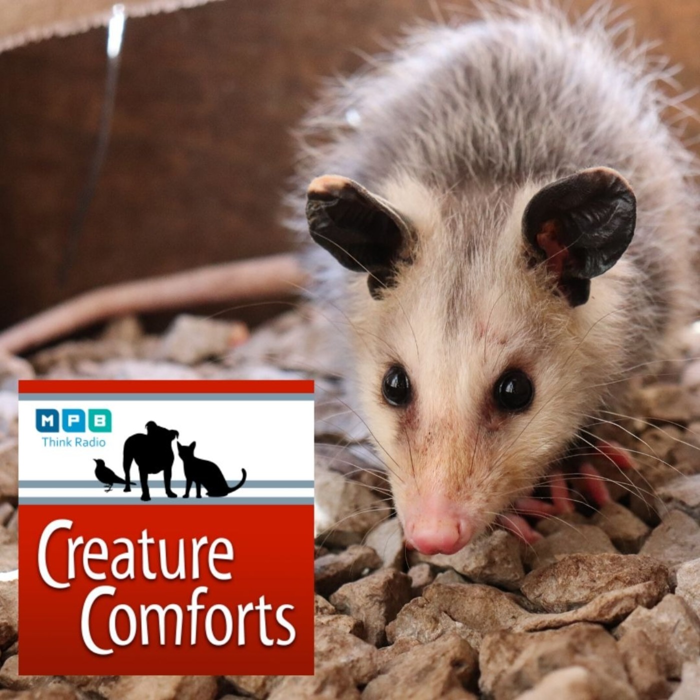 Creature Comforts: Opossum Day
