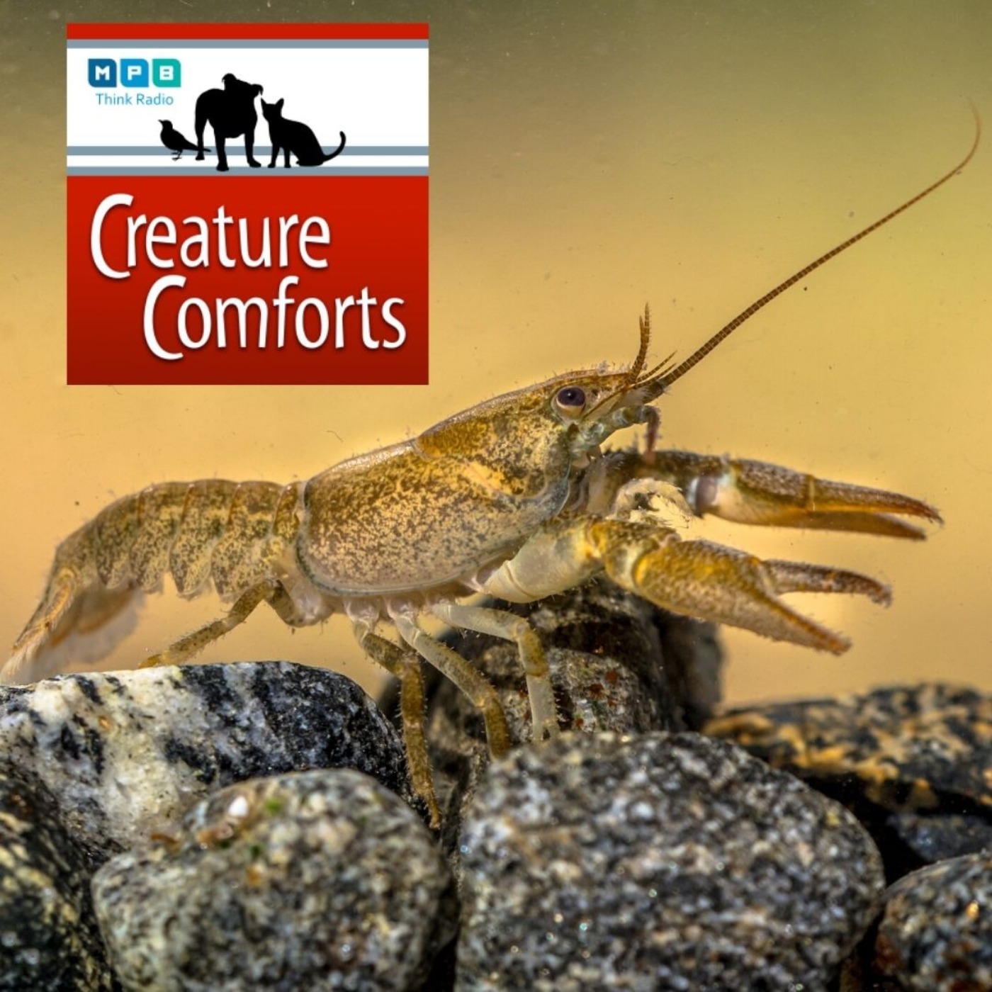 Creature Comforts: Crawfish, Crayfish, & Mudbugs