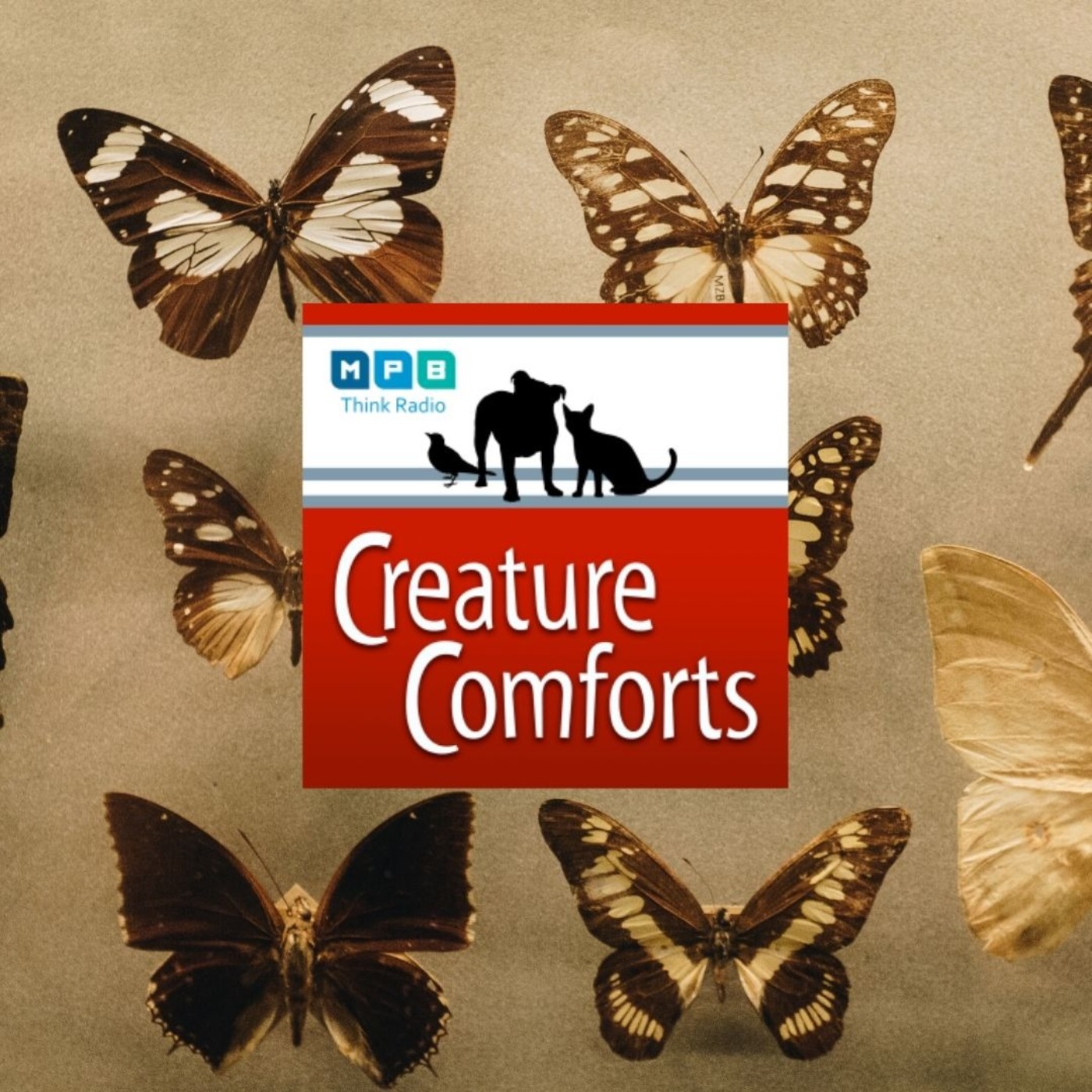 Creature Comforts: Entomologist Audrey Harrison