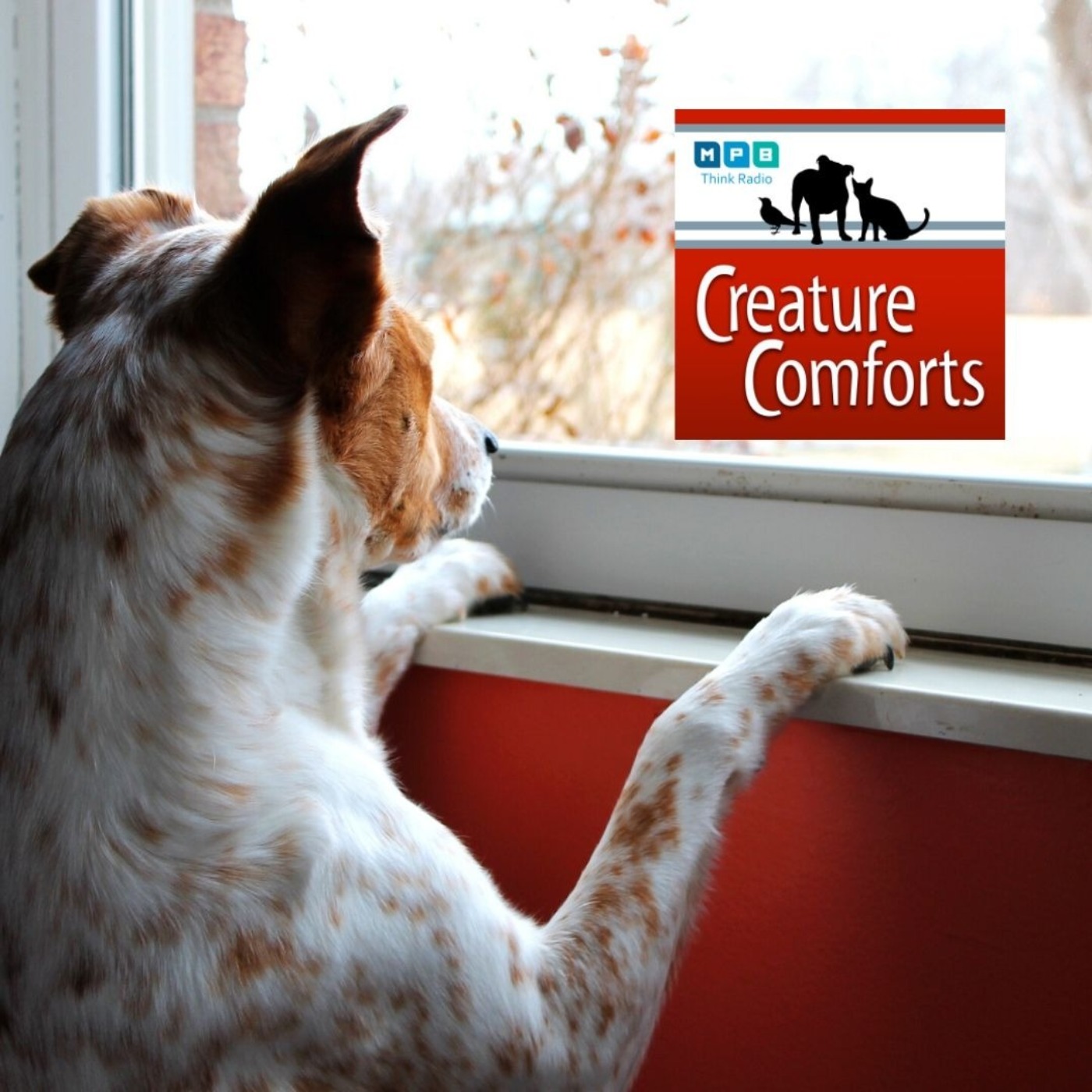 Creature Comforts: Outside the Window