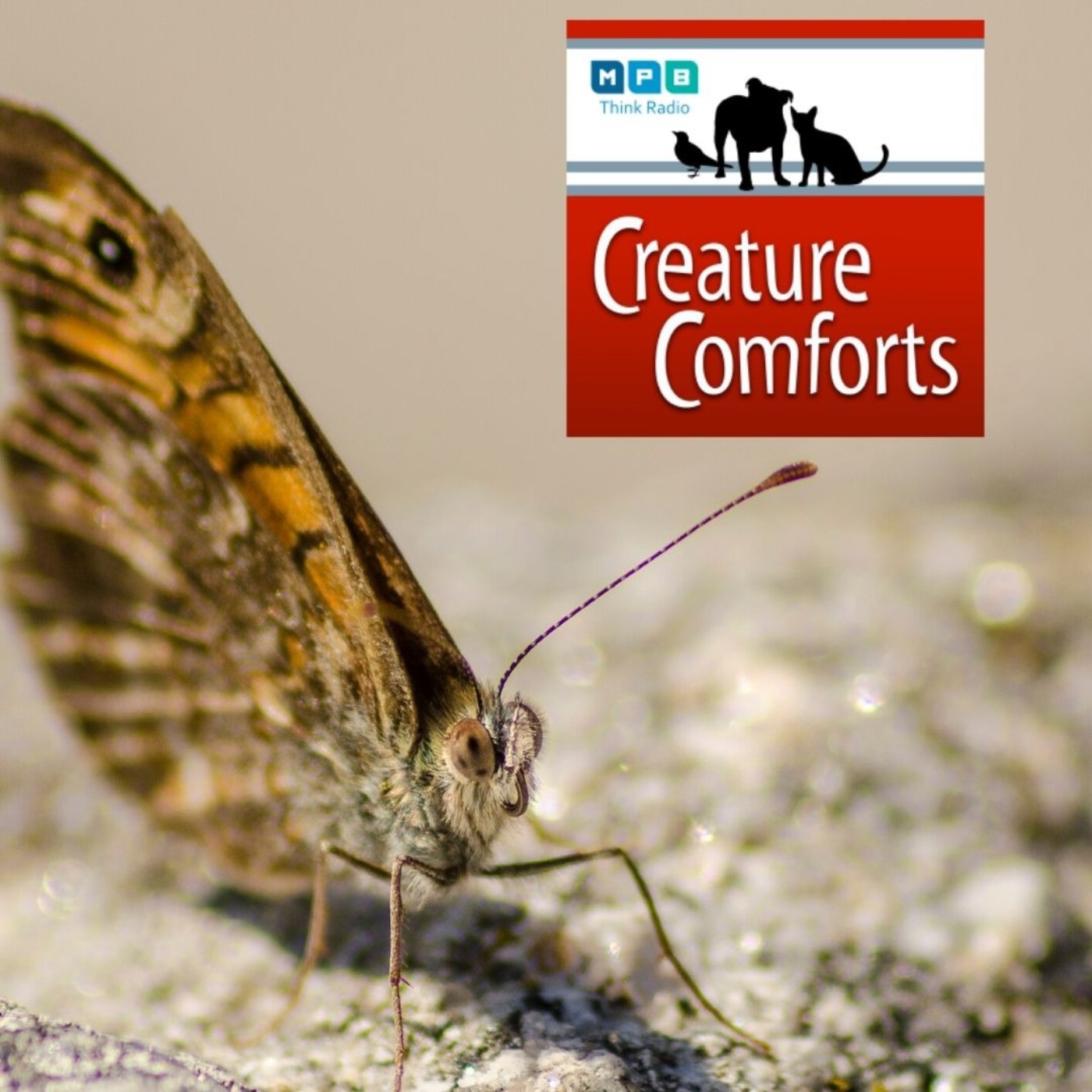 Creature Comforts: Mighty Moth and other Bugs