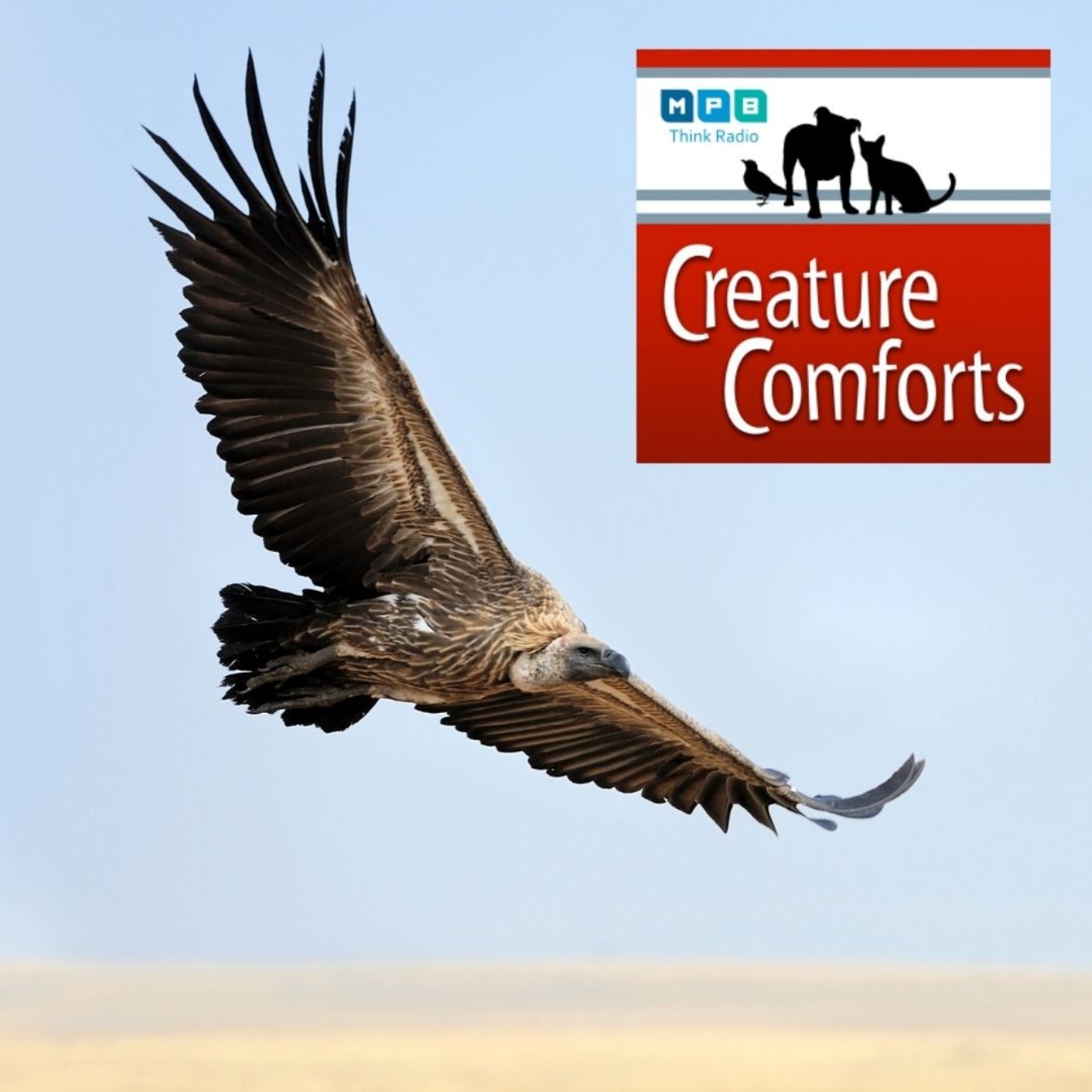 Creature Comforts: Too Close