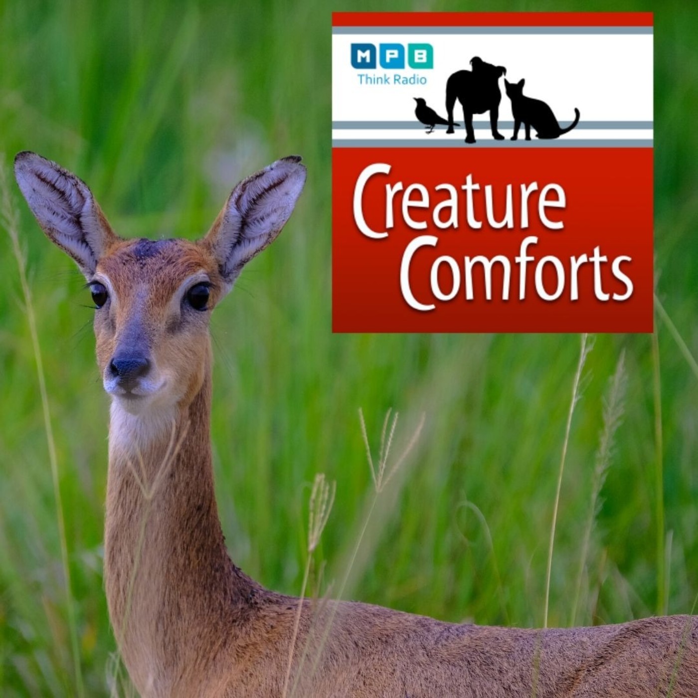 Creature Comforts: Deer Talk