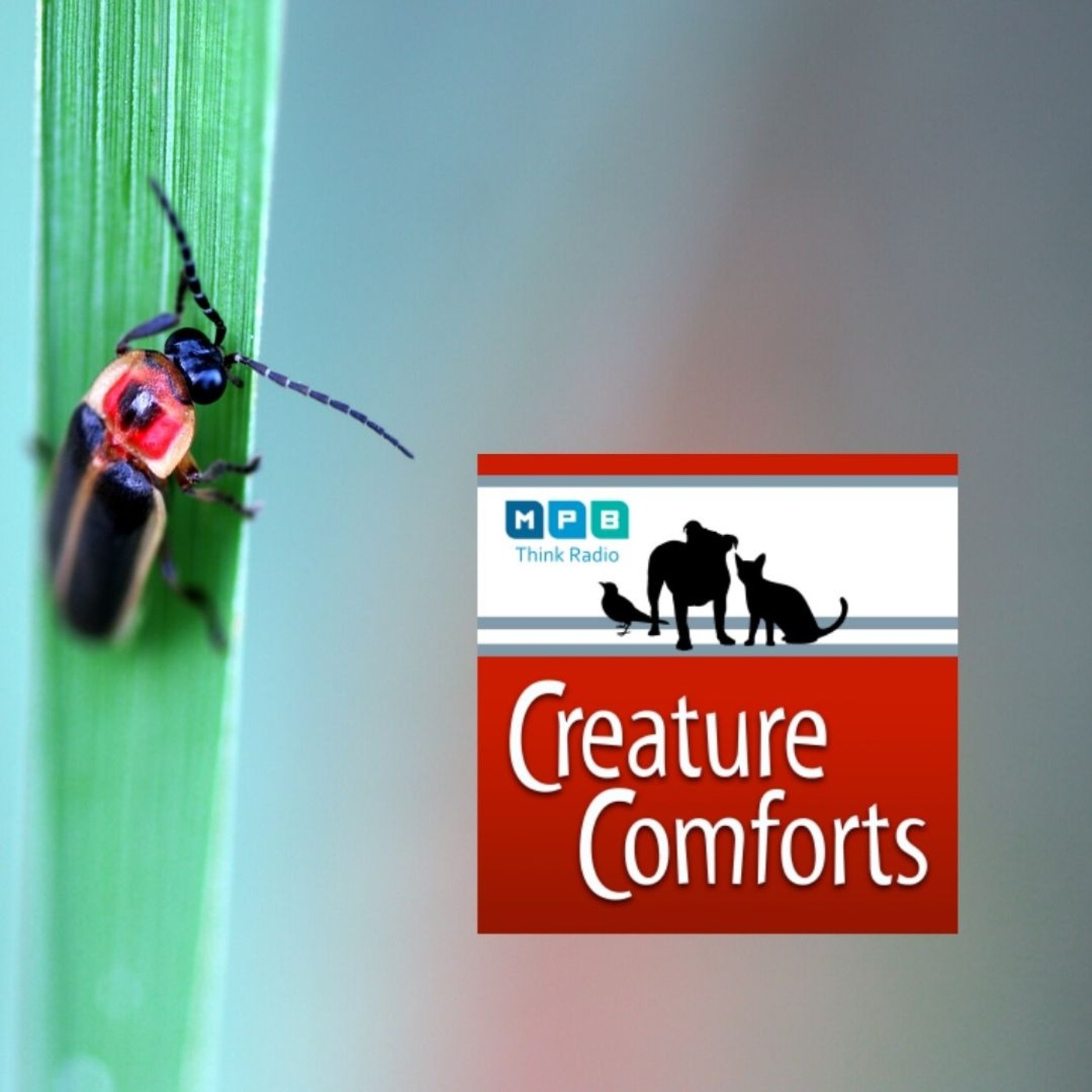 Creature Comforts: Fireflies and Lighting Bugs