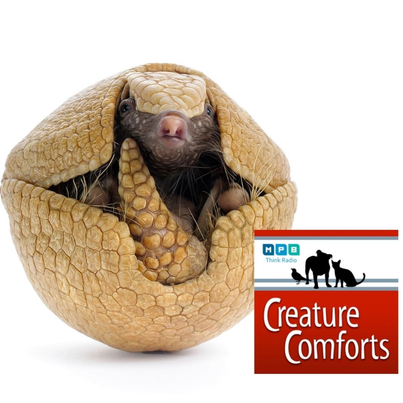 Creature Comforts: Why Did the Armadillo Cross the Mississippi?