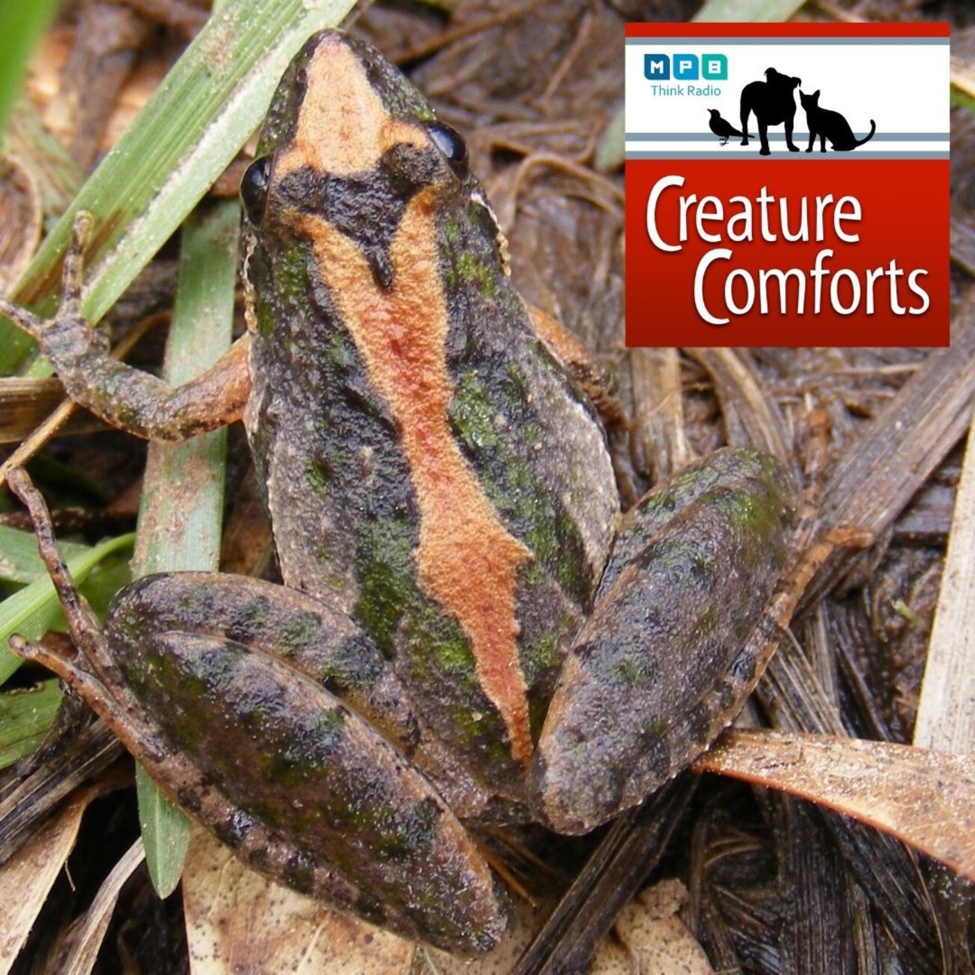 Creature Comforts