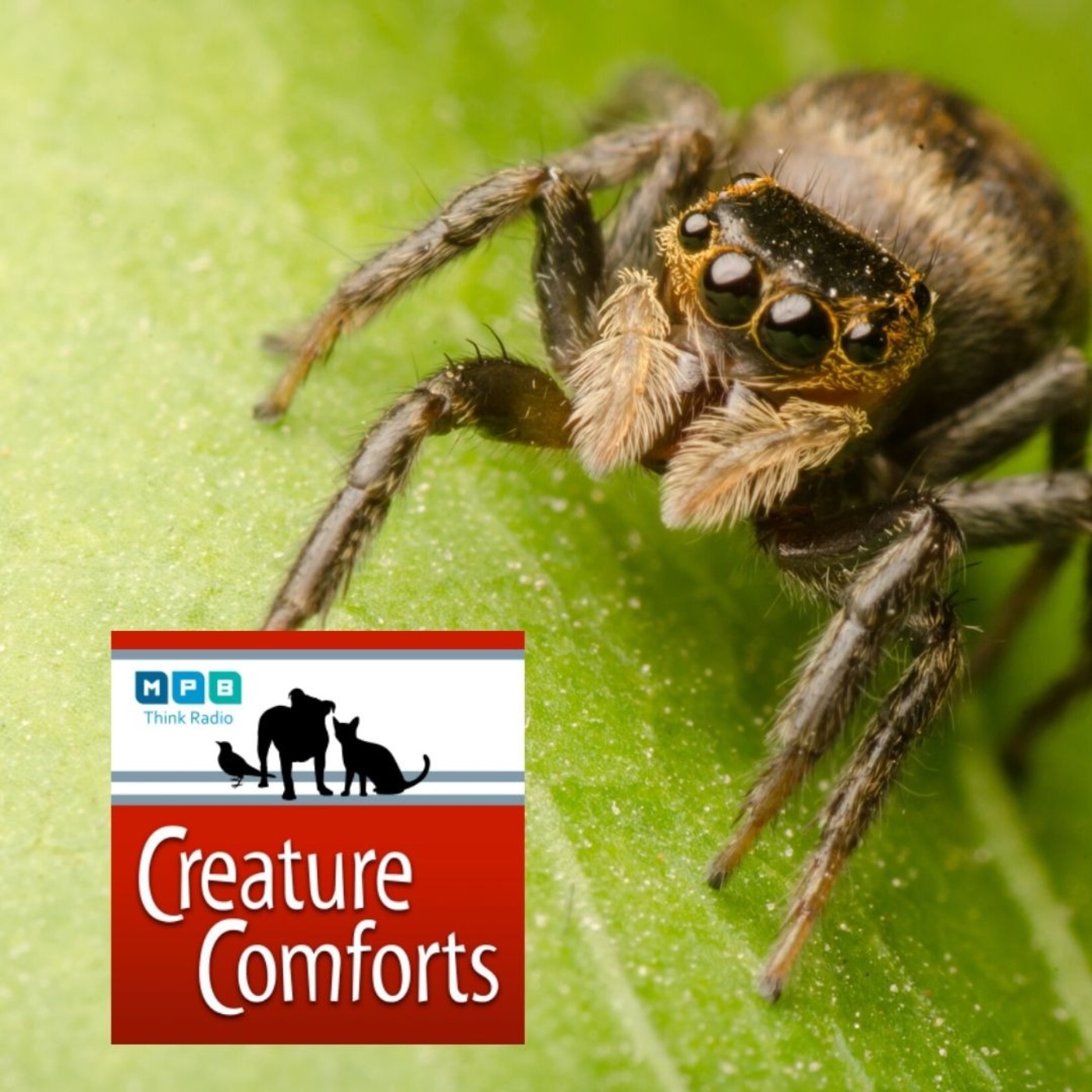 Creature Comforts: Spiders & Scorpions w/ Dr. Brent Hendrixson