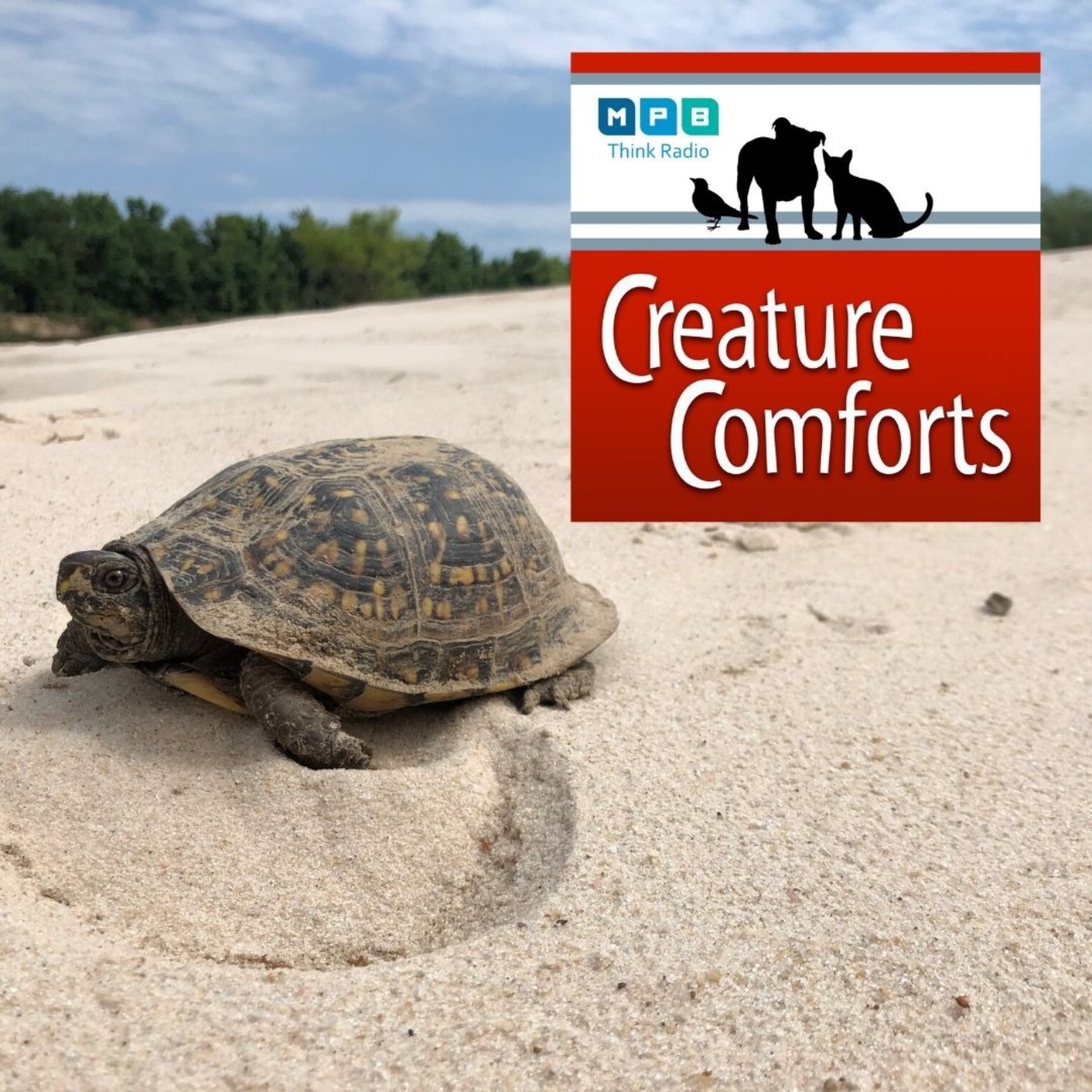 Creature Comforts: Slow and Steady w/ Dr. Will Selman