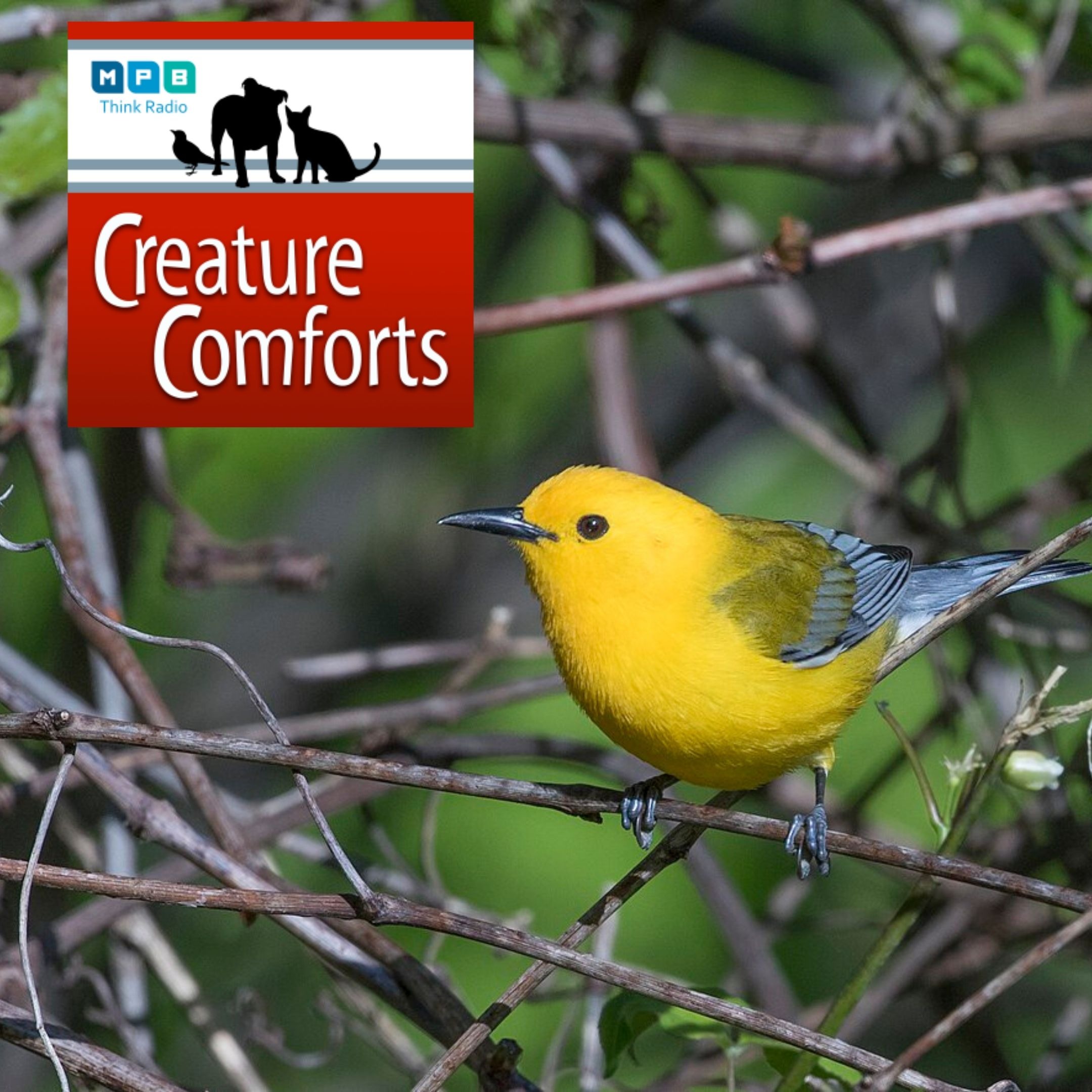 Creature Comforts: Prothonotary Warbler
