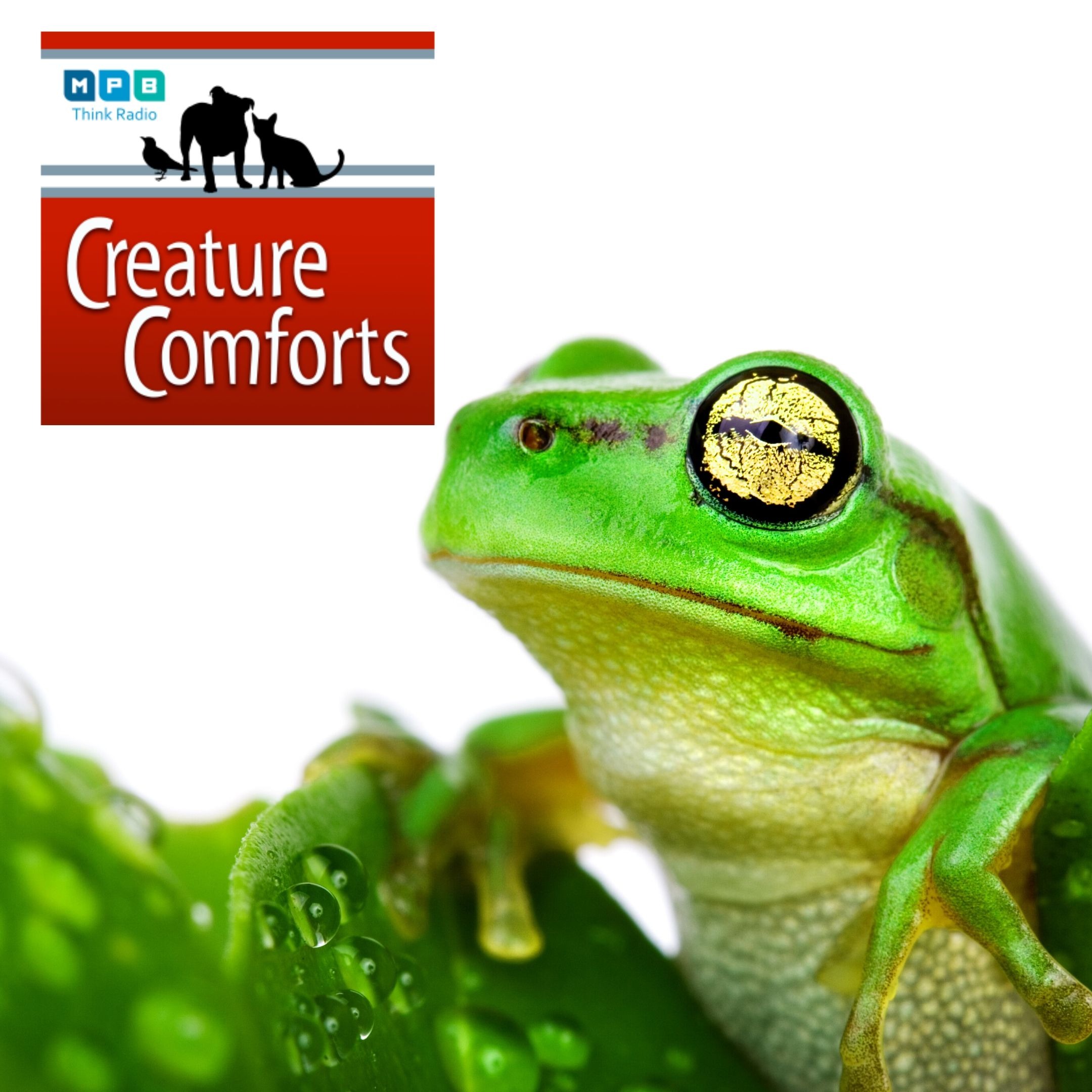 Creature Comforts: Late Summer in Mid-July