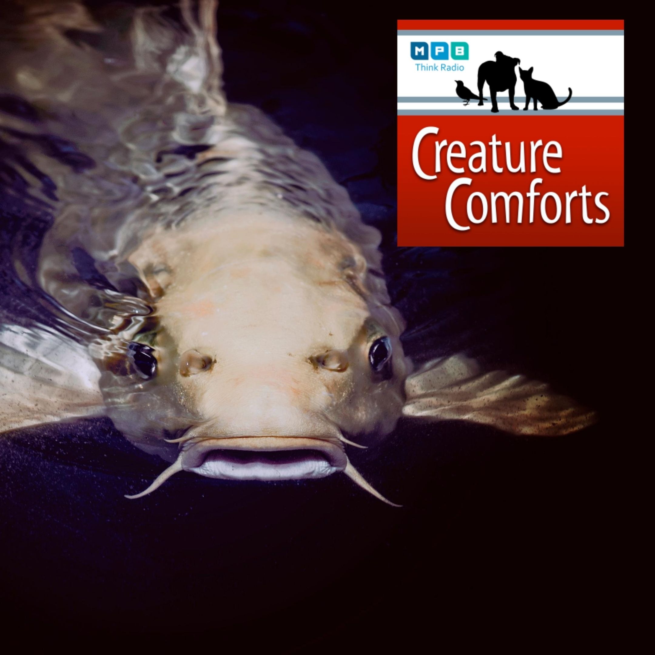 Creature Comforts: Catfish Tagging