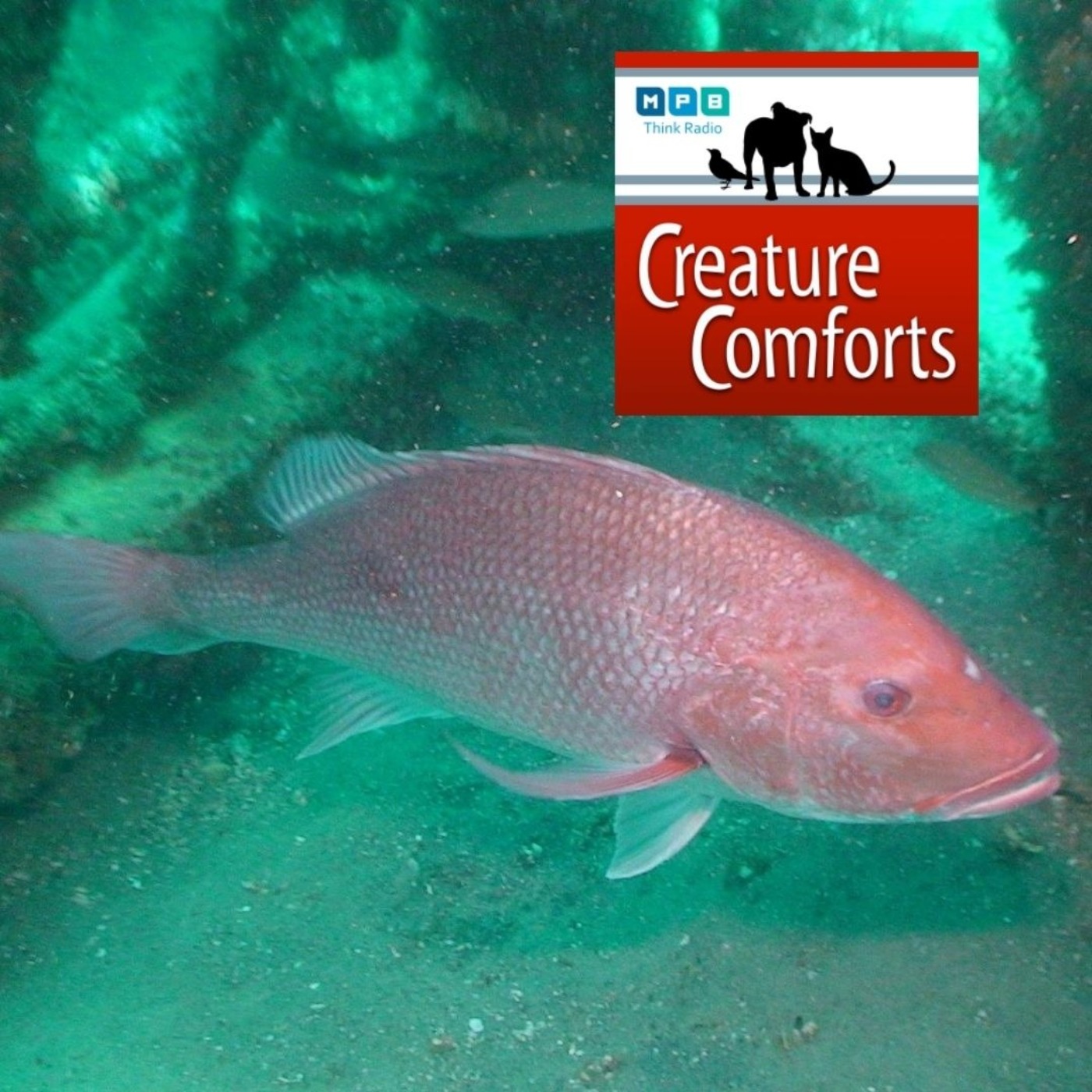 Creature Comforts | Reef Fish
