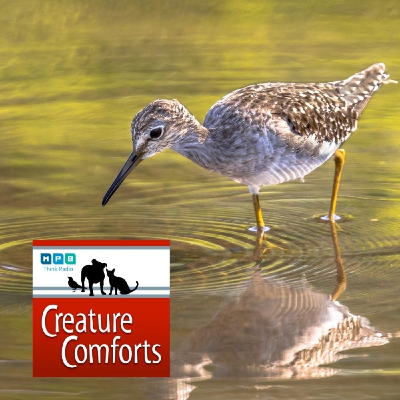Creature Comforts | Delta Wind Birds