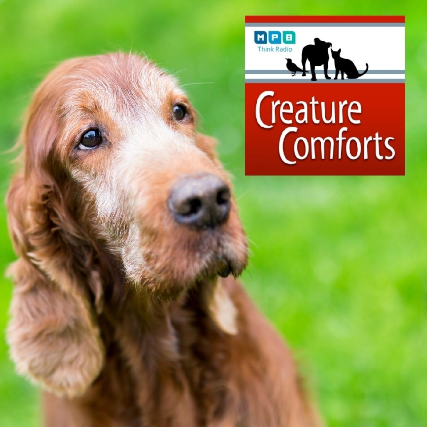 Creature Comforts | Pet Day - Older Pets