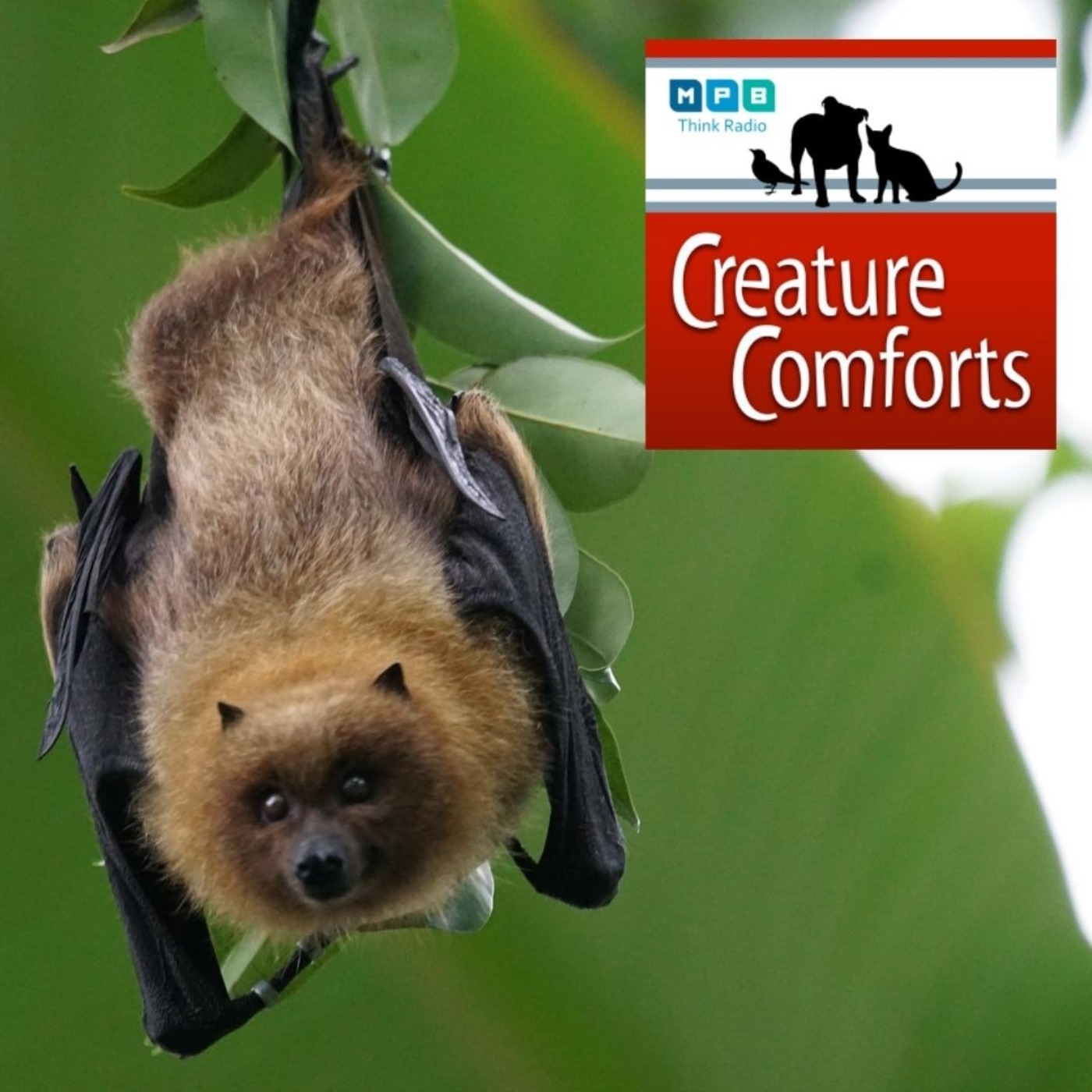 Creature Comforts | Mississippi Bats