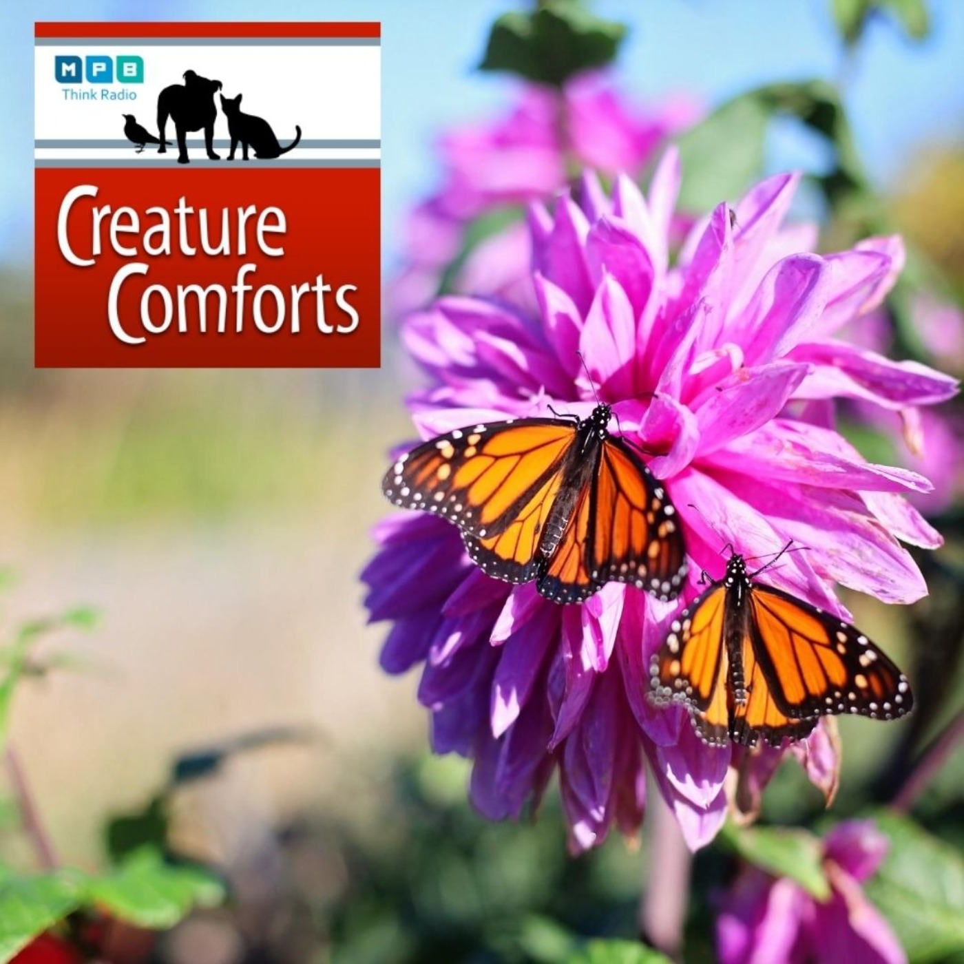 Creature Comforts | Monarch Migration