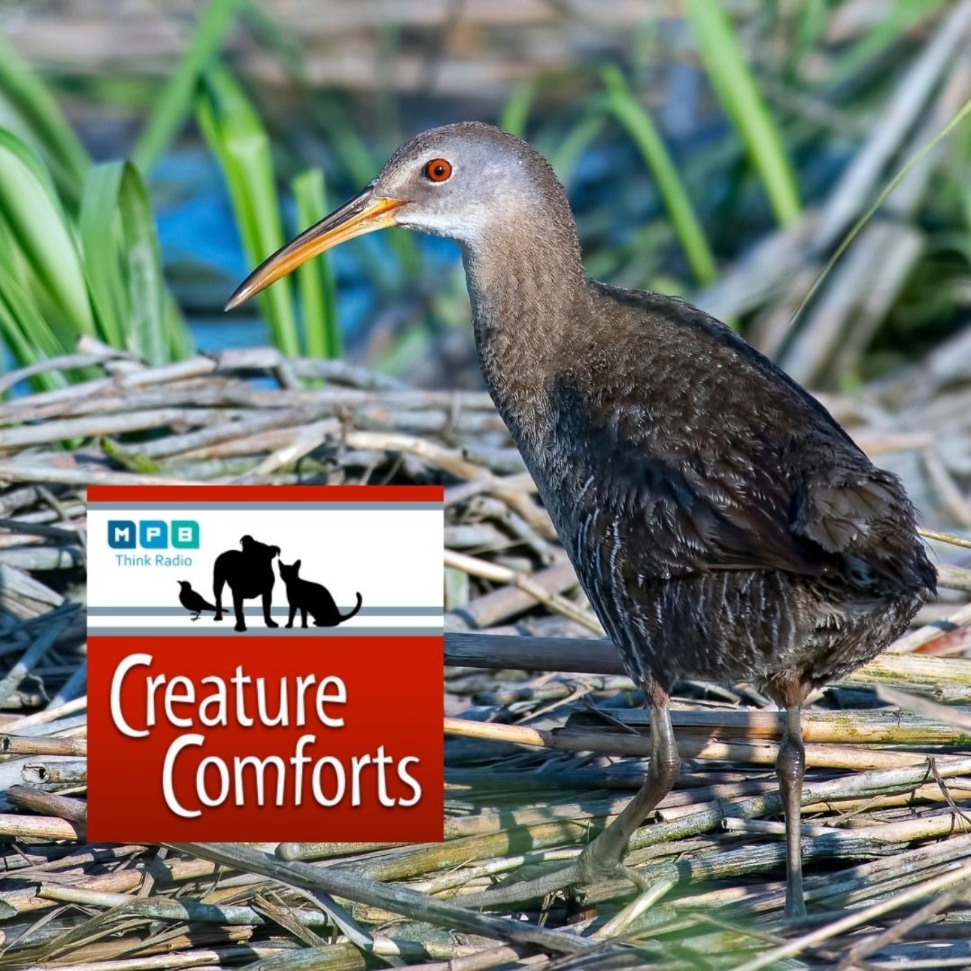 Creature Comforts | Secretive Marsh Birds