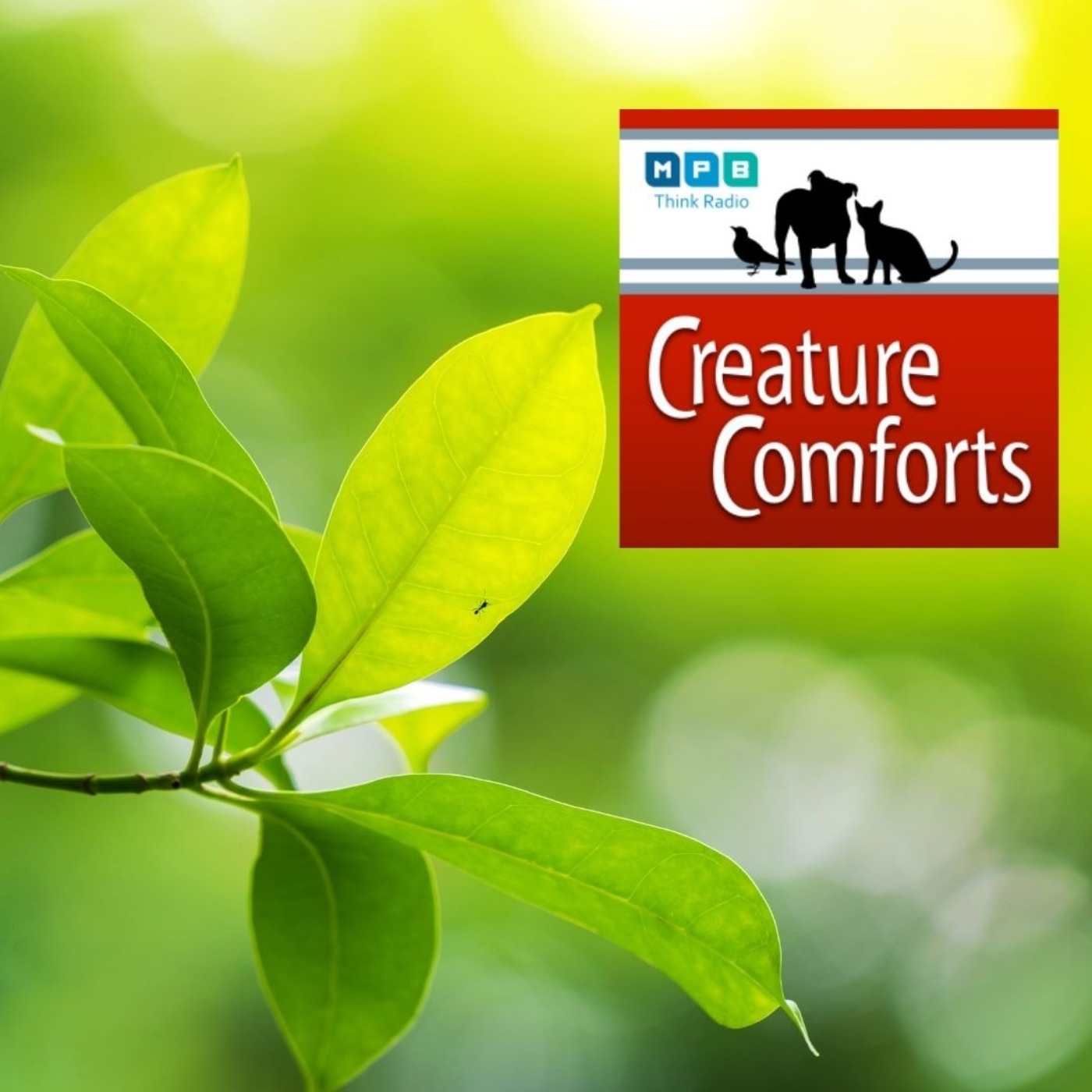 Creature Comforts | Wildlife Mississippi