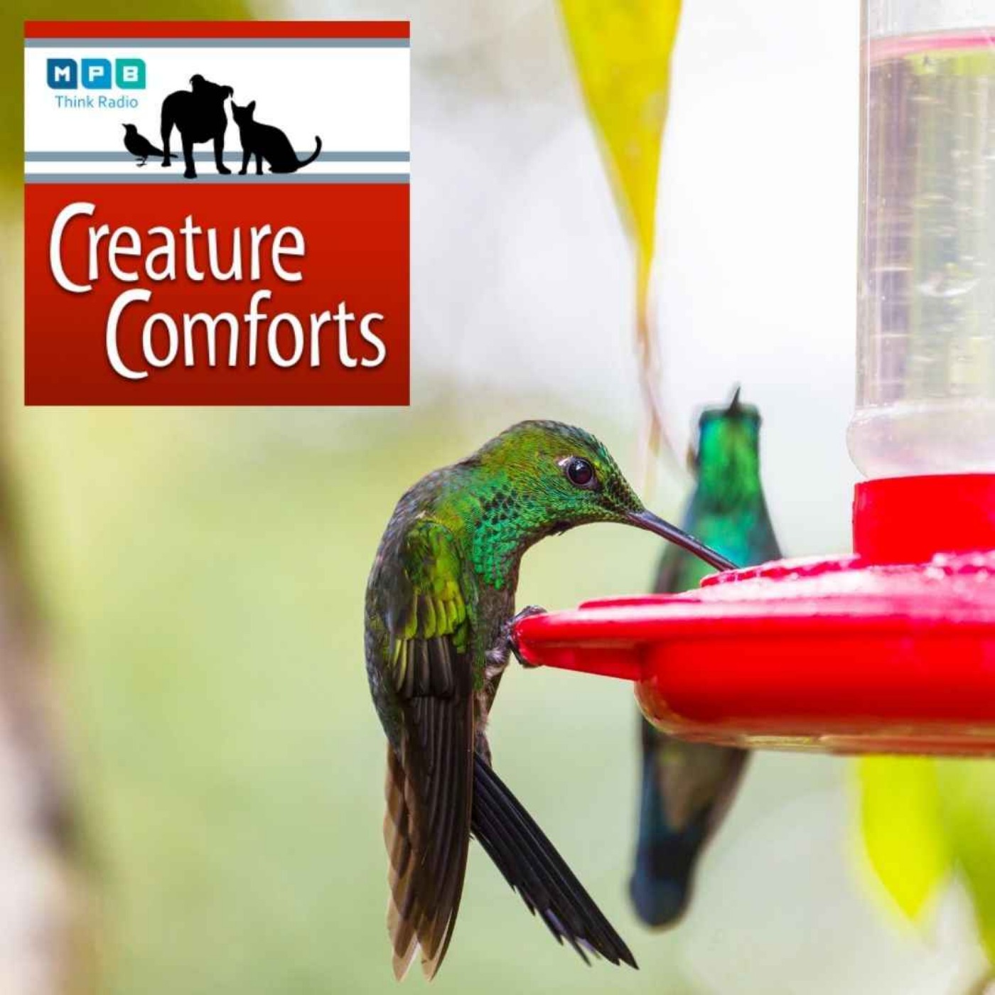 cover art for Creature Comforts | Winter Hummingbirds