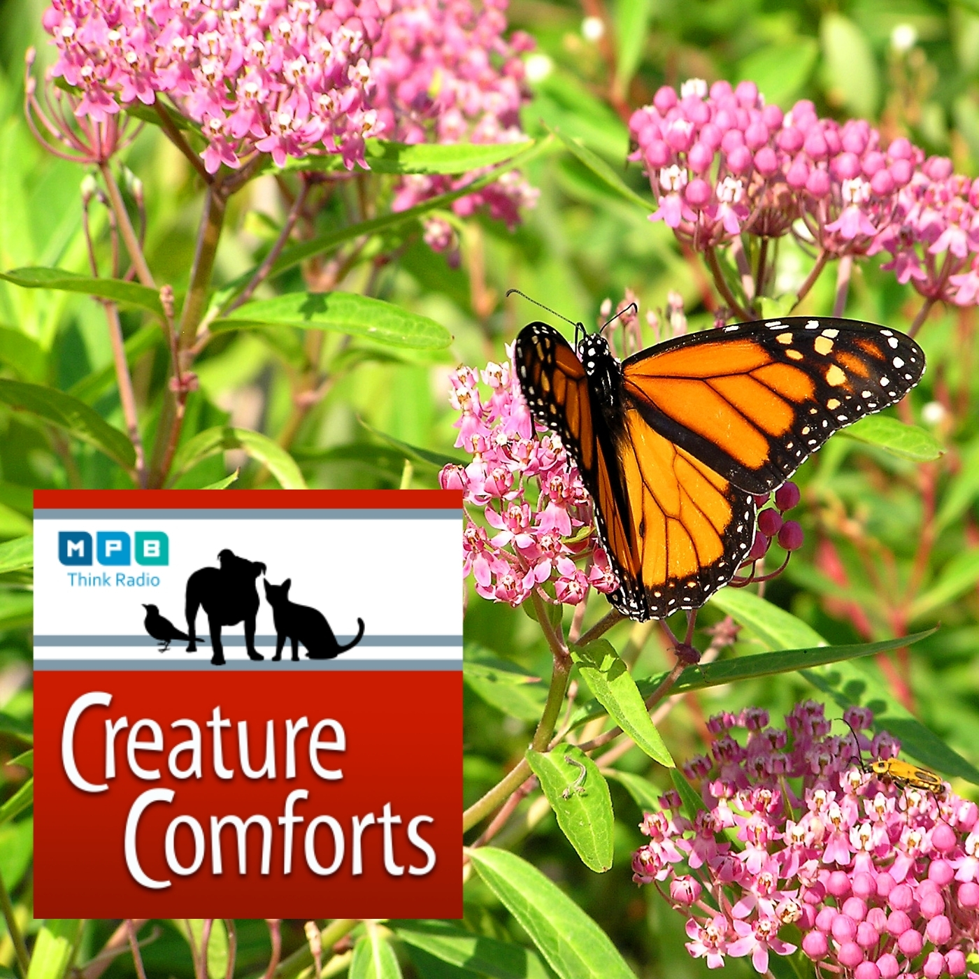Creature Comforts | National Wildlife Week