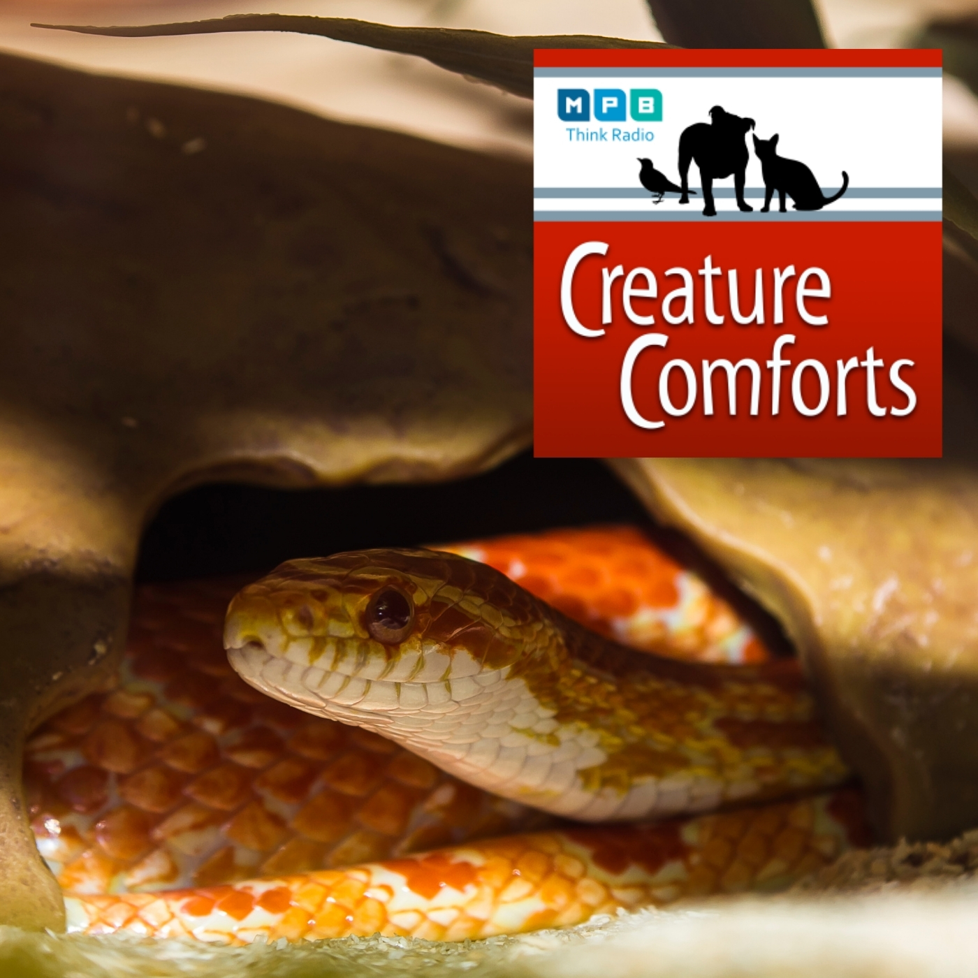 Creature Comforts | Snakes Galore