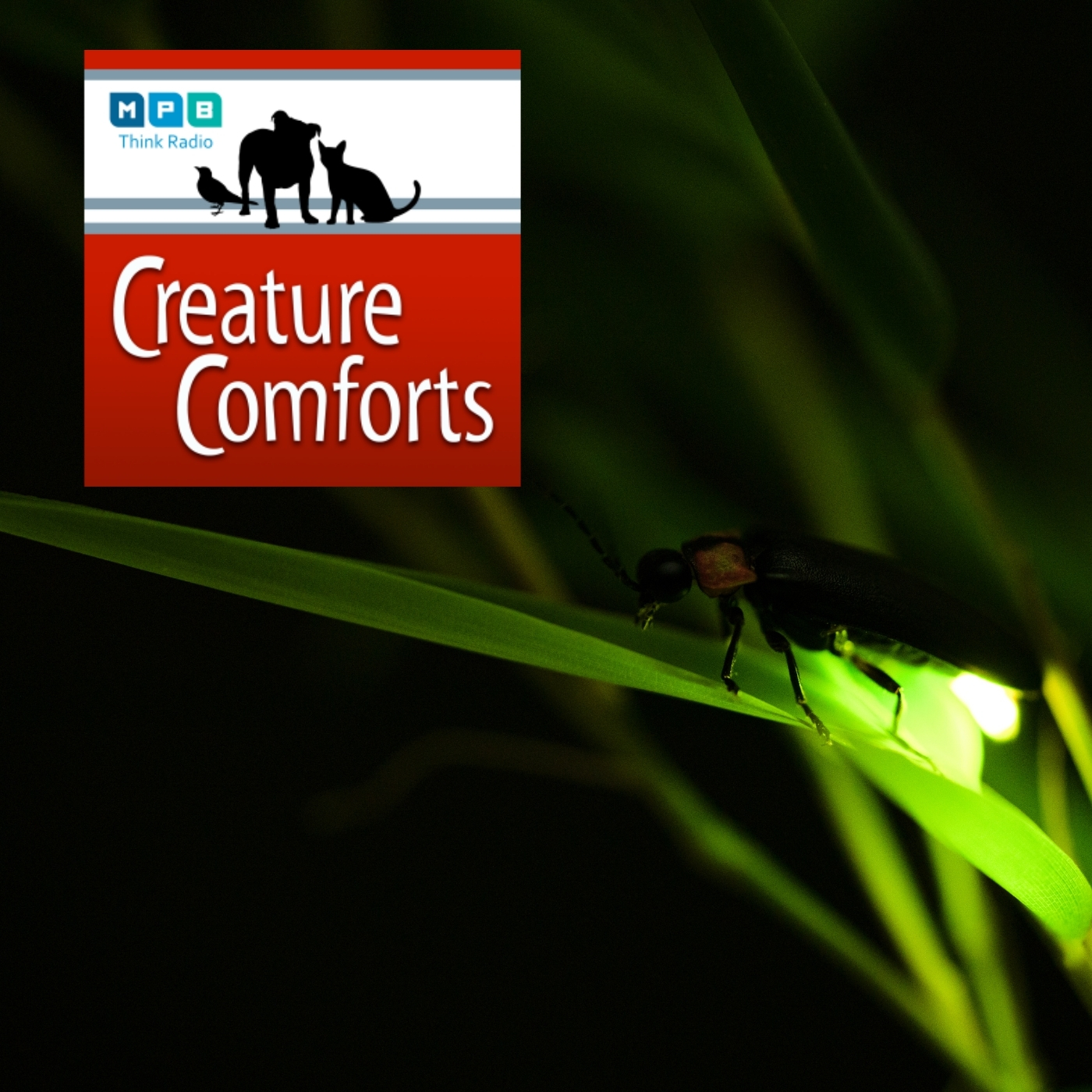Creature Comforts | Light Up The Night