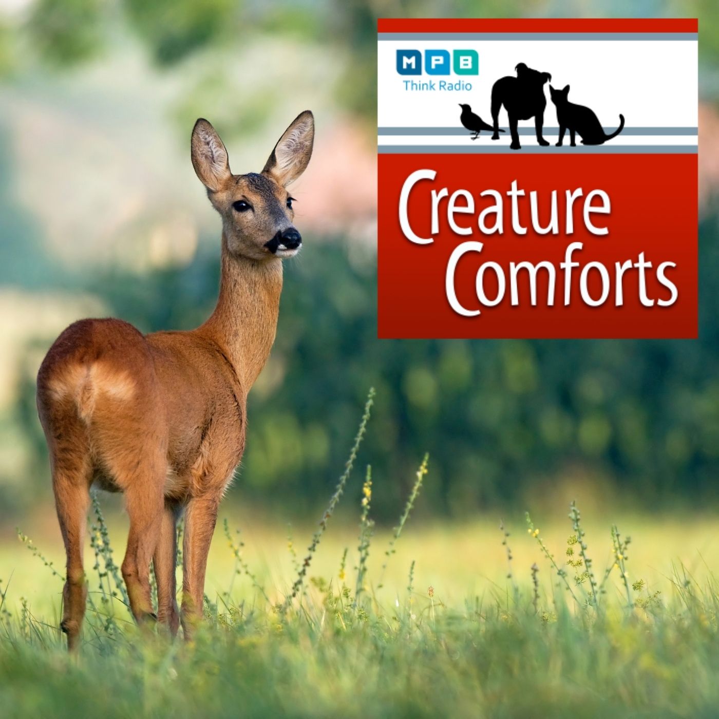 Creature Comforts | Urban Wildlife