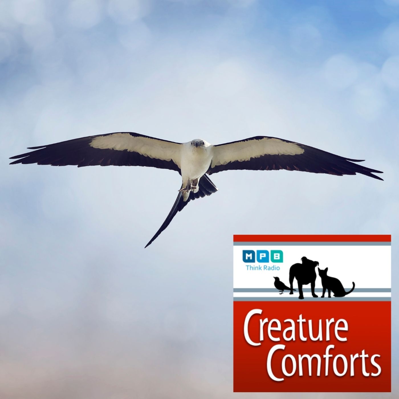 Creature Comforts | Early Migration