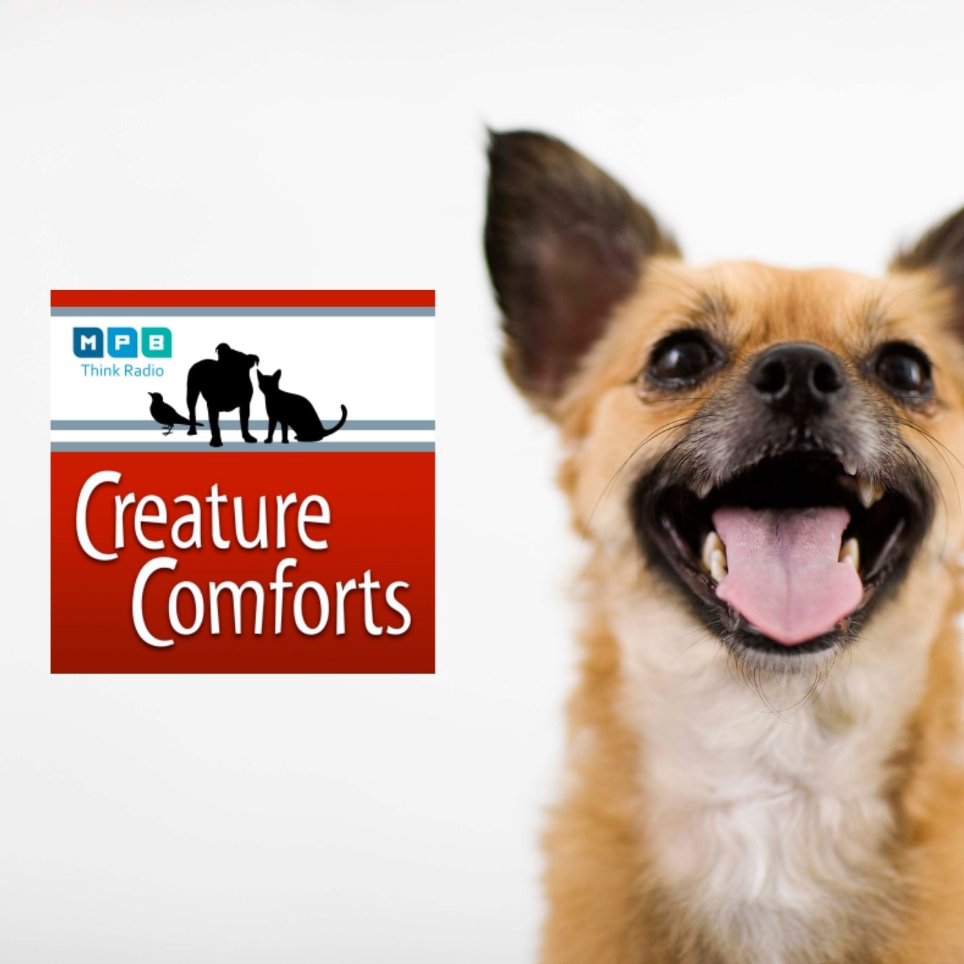 Creature Comforts | Pet Day - September 2021