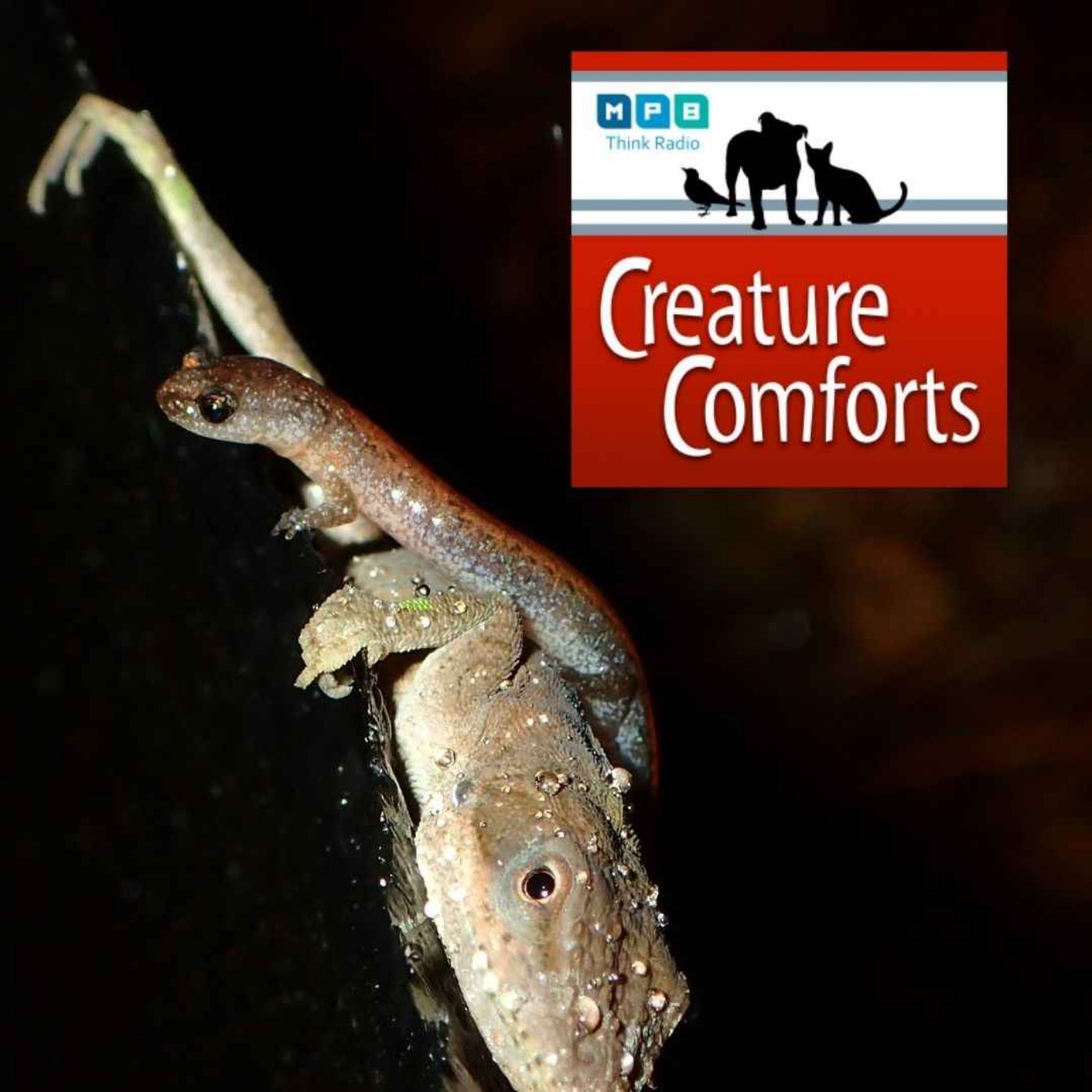 Creature Comforts | Excuse Me Miss