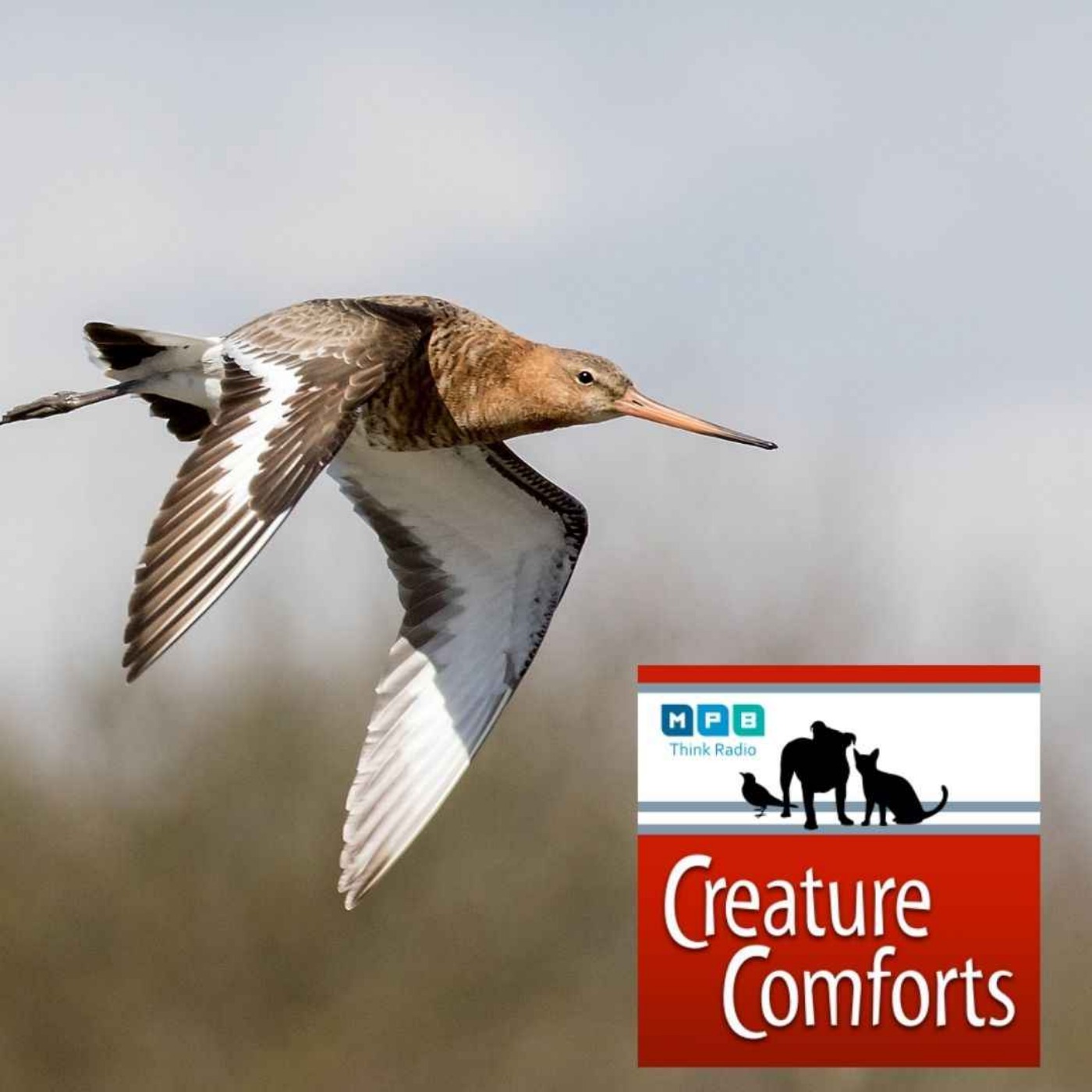 Creature Comforts | Delta Wind Birds with Jason Hoeksema