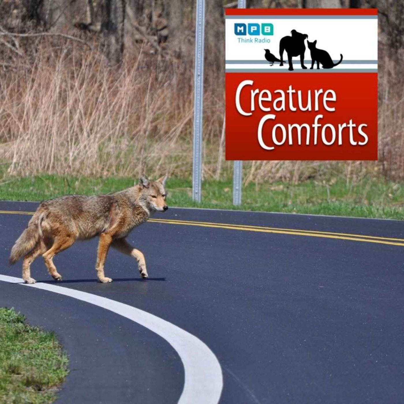 Creature Comforts | Mississippi Coyote