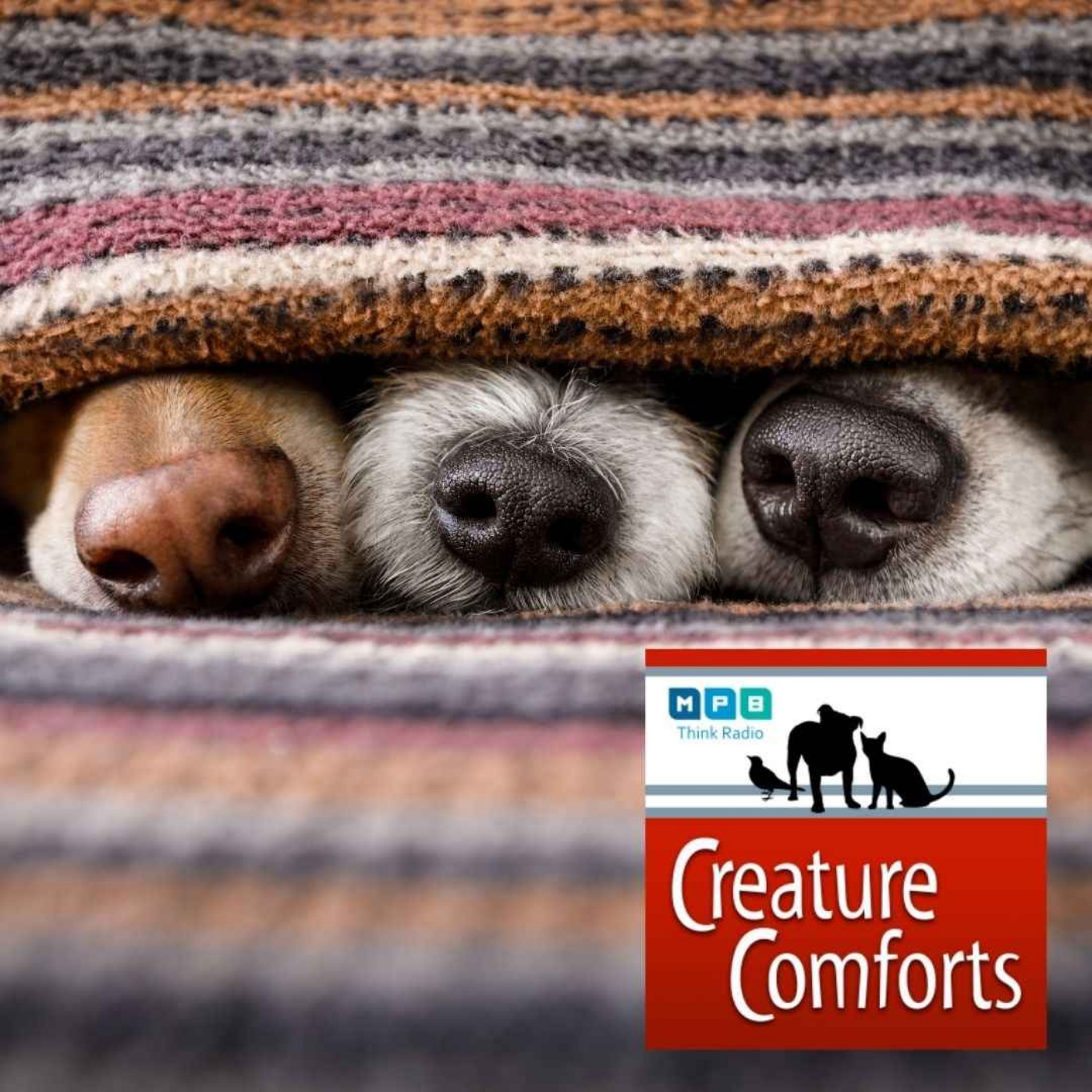 Creature Comforts | Pet Day - November 2021