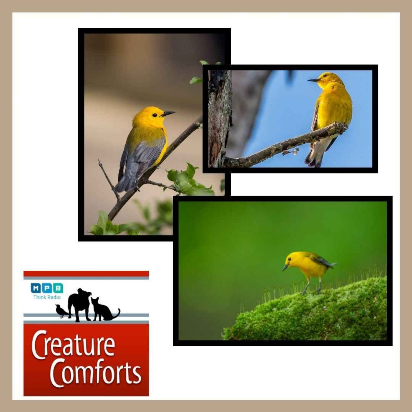 Creature Comforts | Prothonotary Warblers