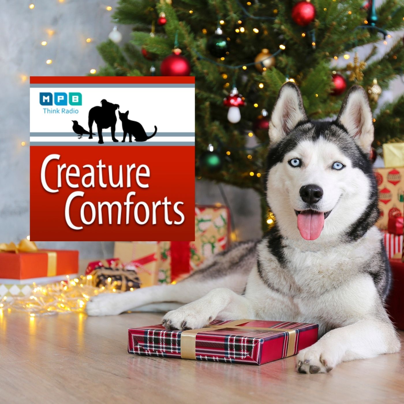 Creature Comforts | Pet Day - December 2021