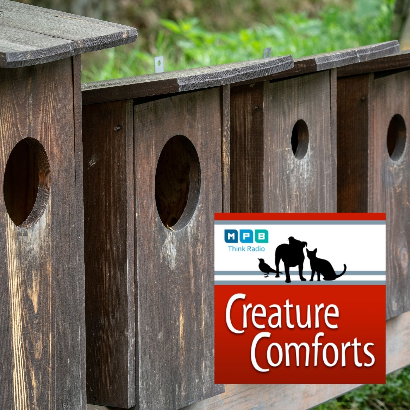 Creature Comforts | Birding with Joe Magee
