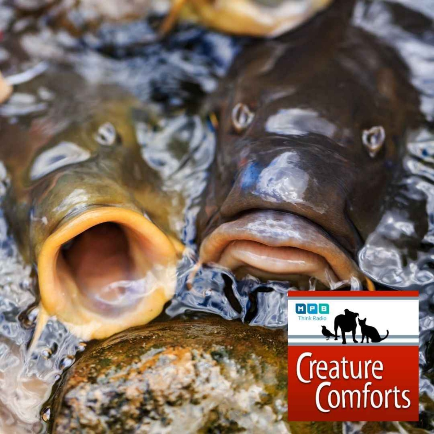 Creature Comforts | Invasive Carp