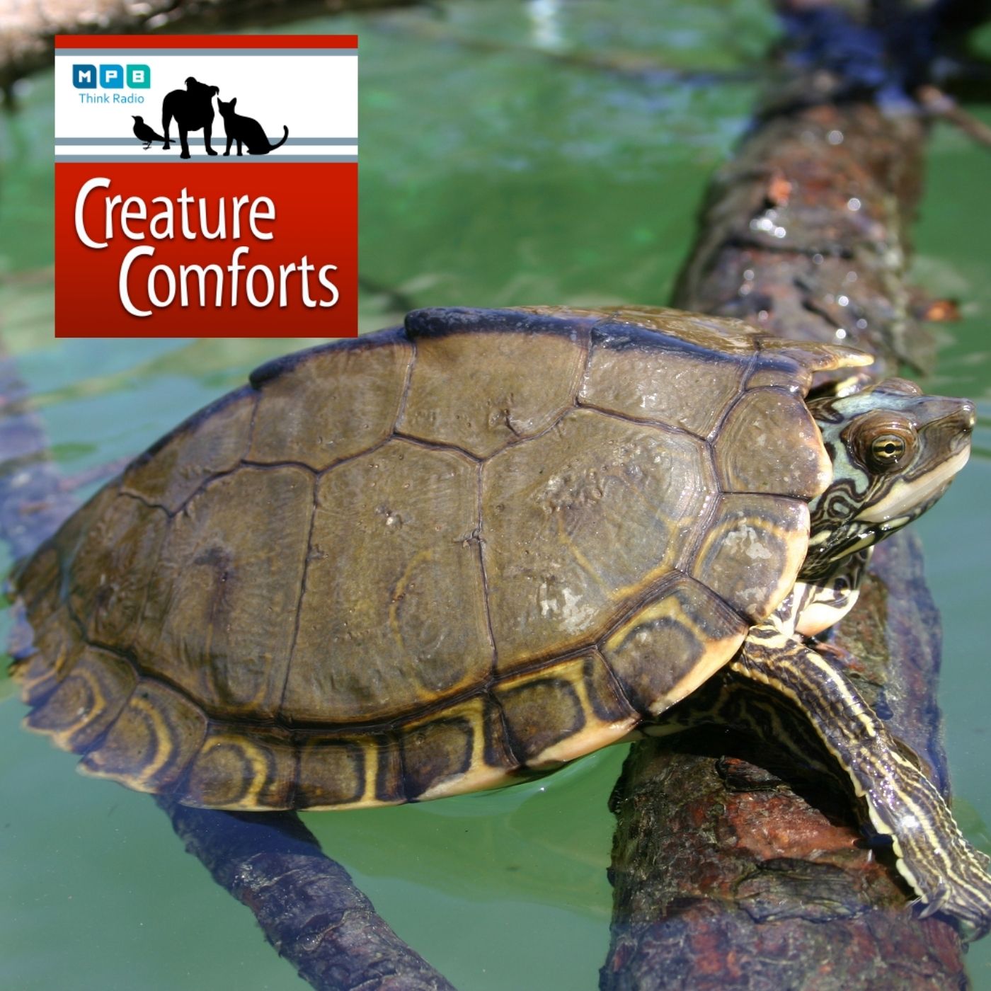 Creature Comforts | Mississippi Map Turtles - Creature Comforts | Acast