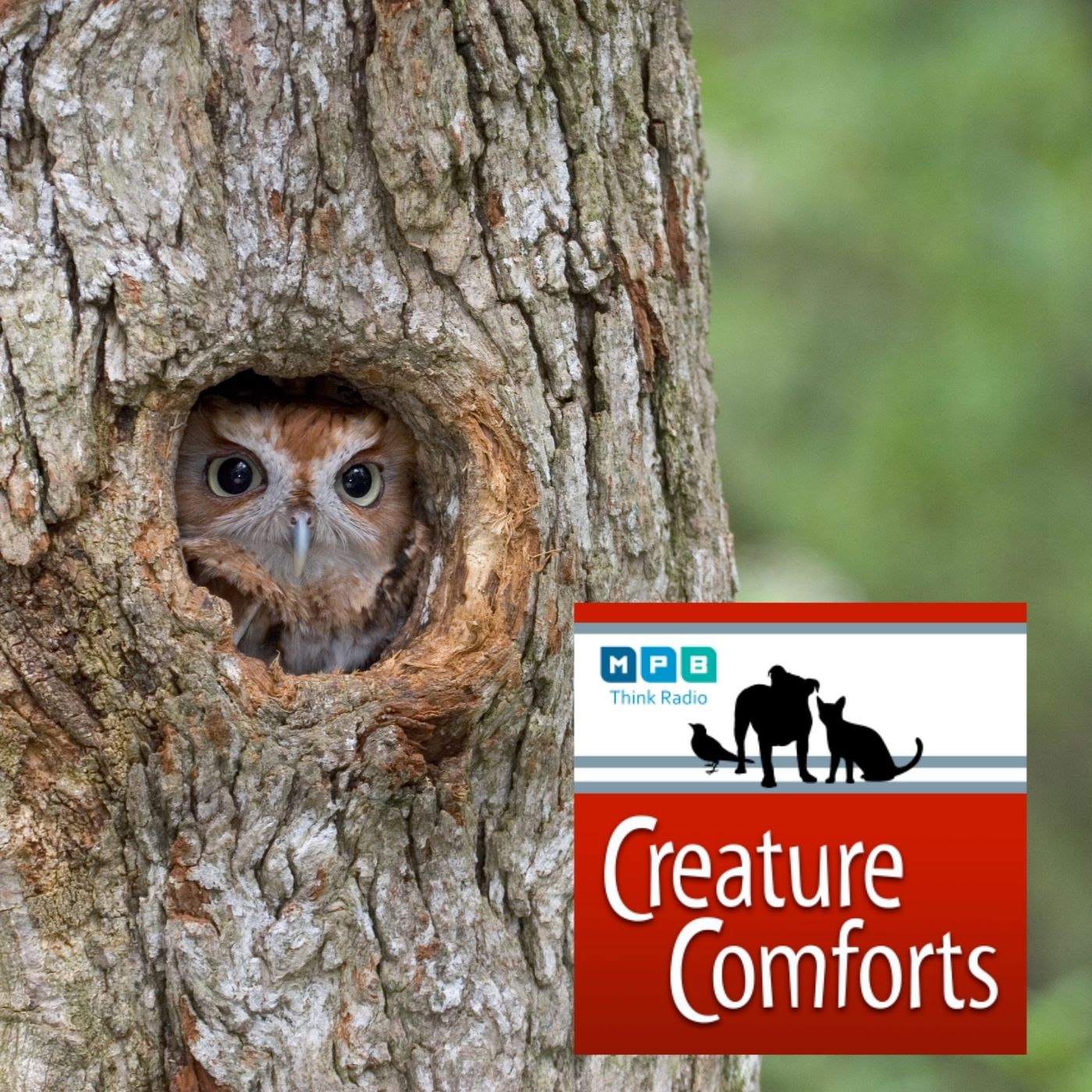 Creature Comforts | January Sights & Sounds