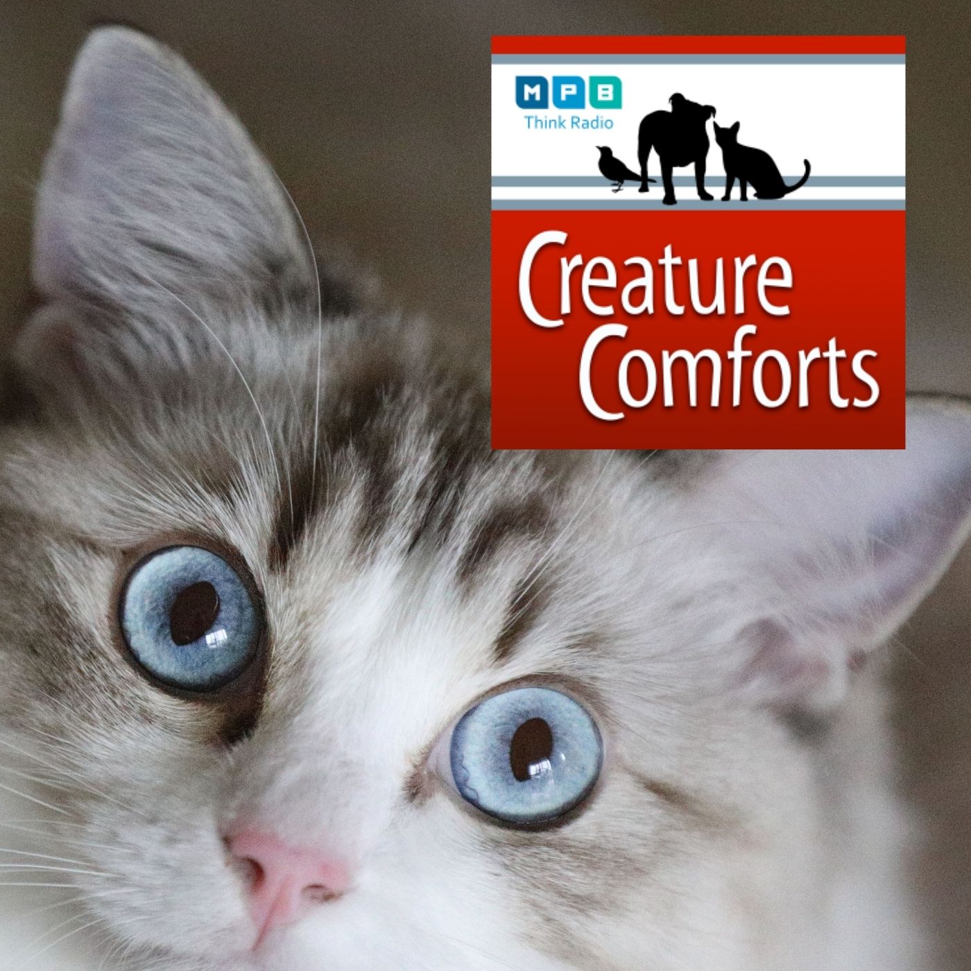 Creature Comforts | Pet Day - February 2022
