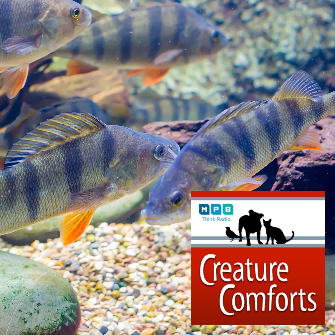 Creature Comforts | Freshwater Fish and Mussels