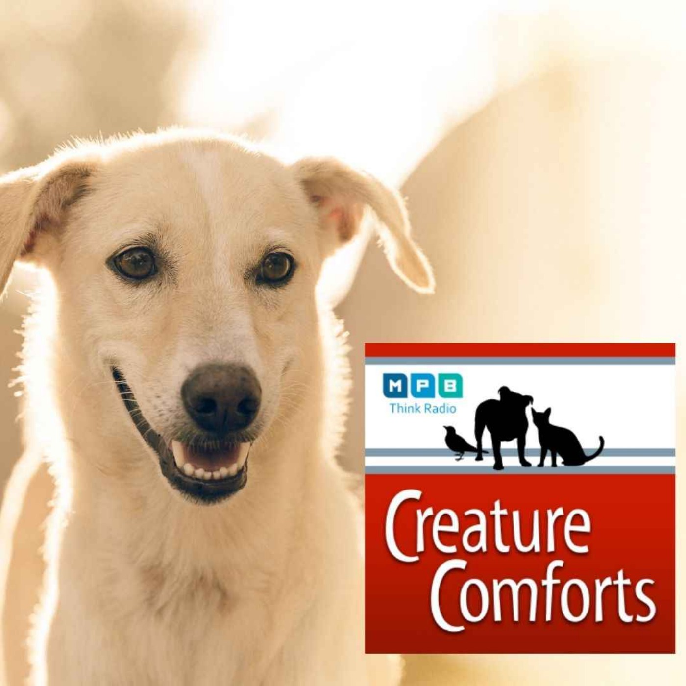 Creature Comforts | Pet Day - March 2022