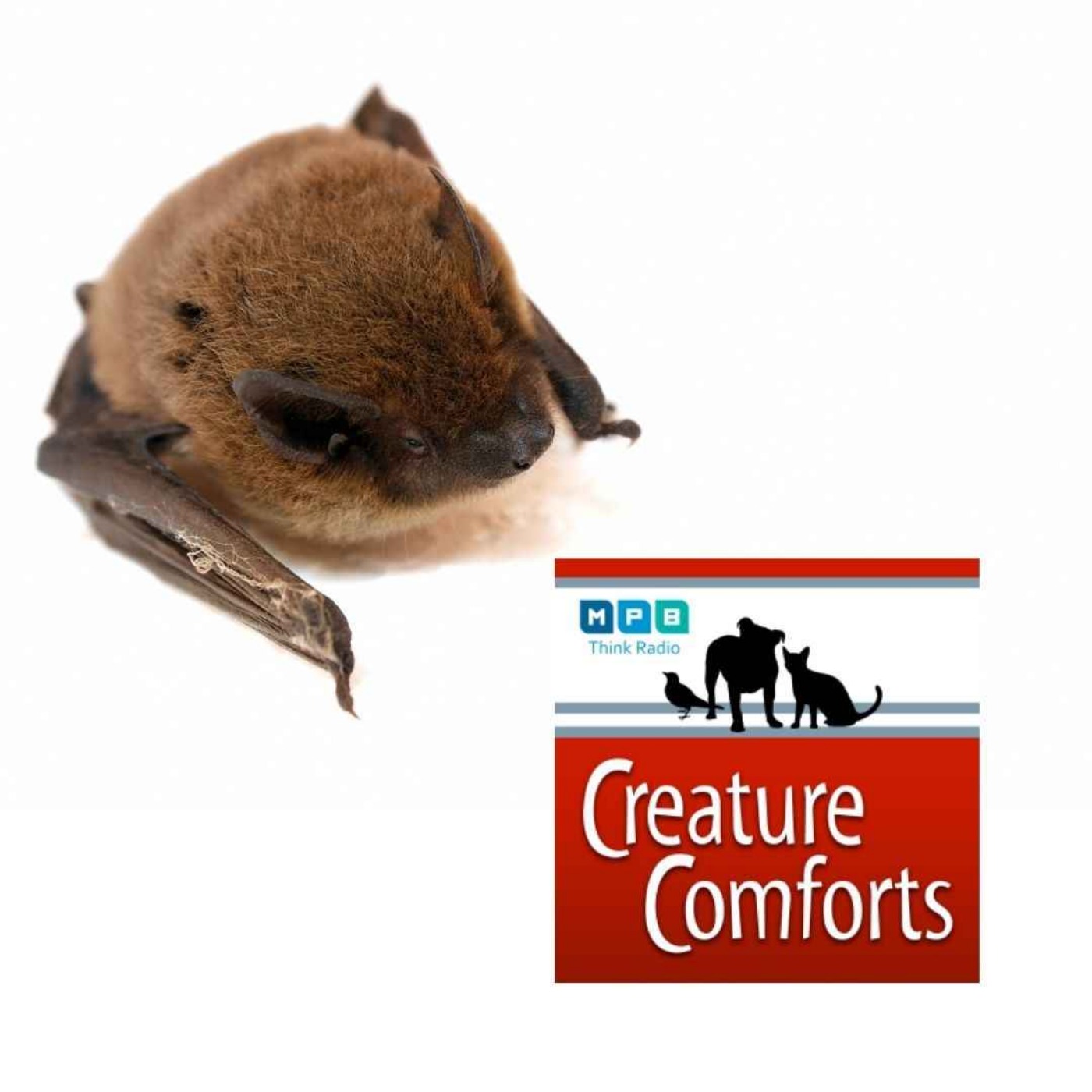 Creature Comforts | Katelin Cross's Mammals
