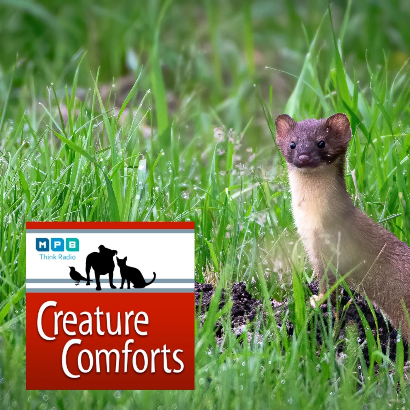 Creature Comforts | Weasels, Minks, and Beetles