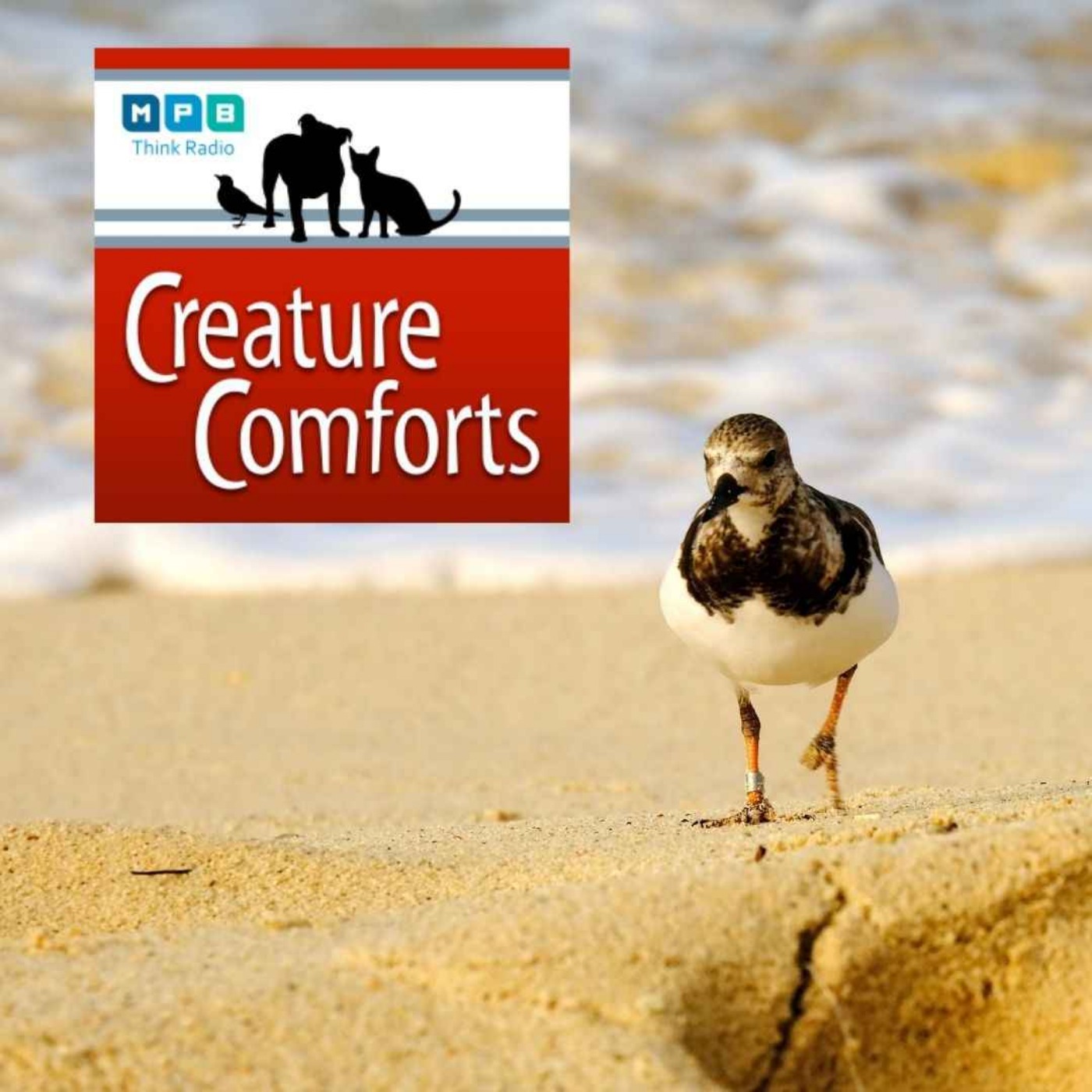 Creature Comforts | Wind Birds w/ Jason Hoeksema