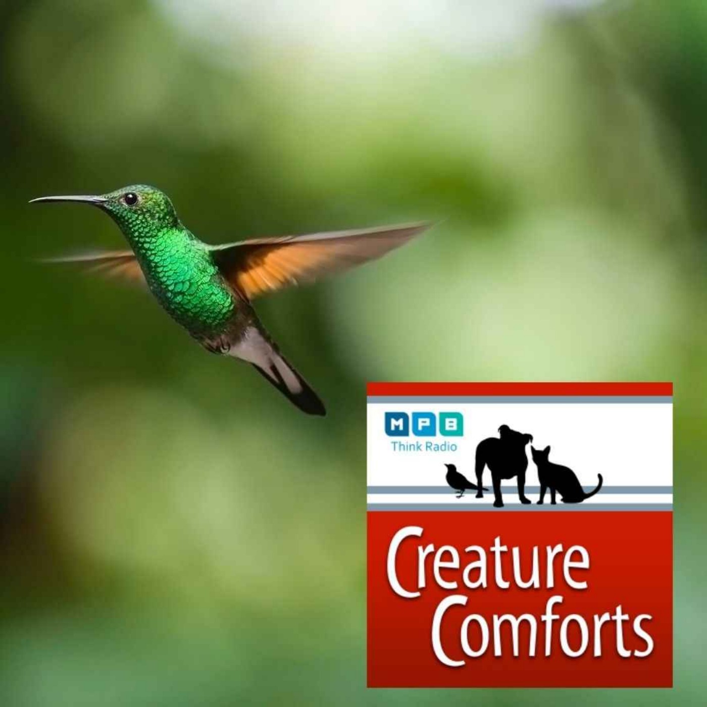 Creature Comforts | Migratory Birds