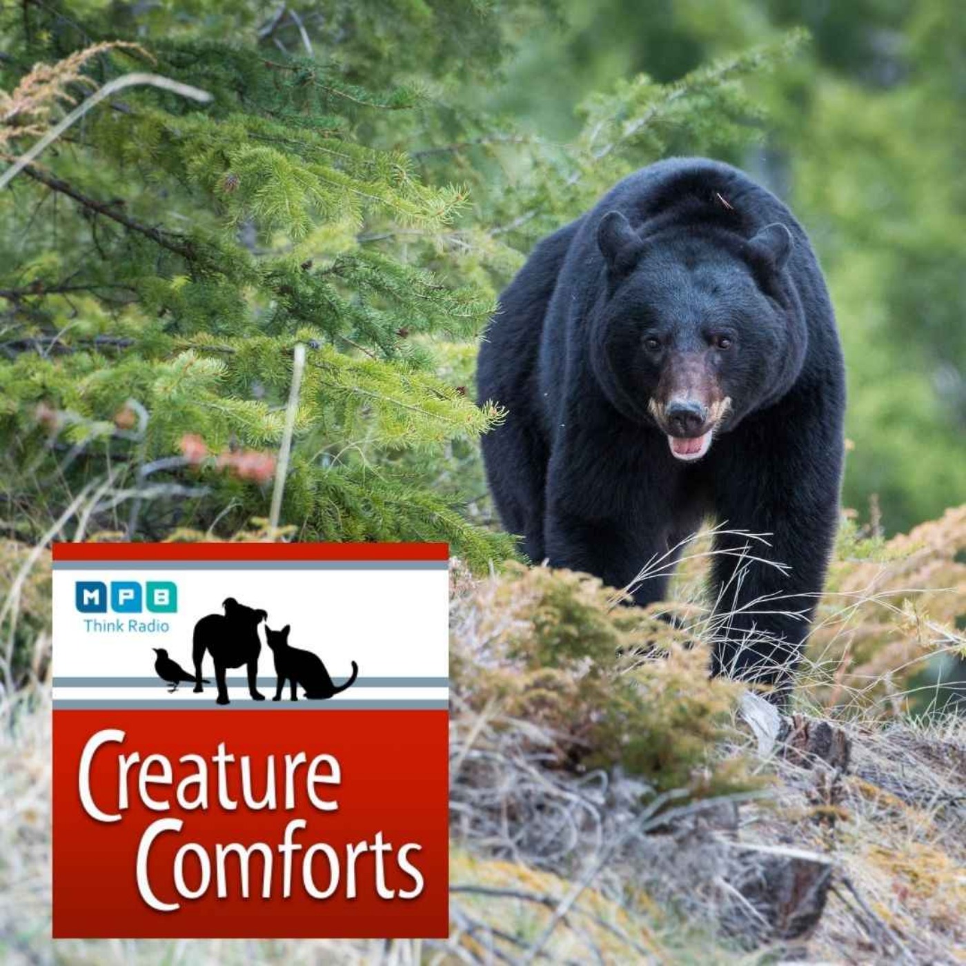 Creature Comforts | Black Bear