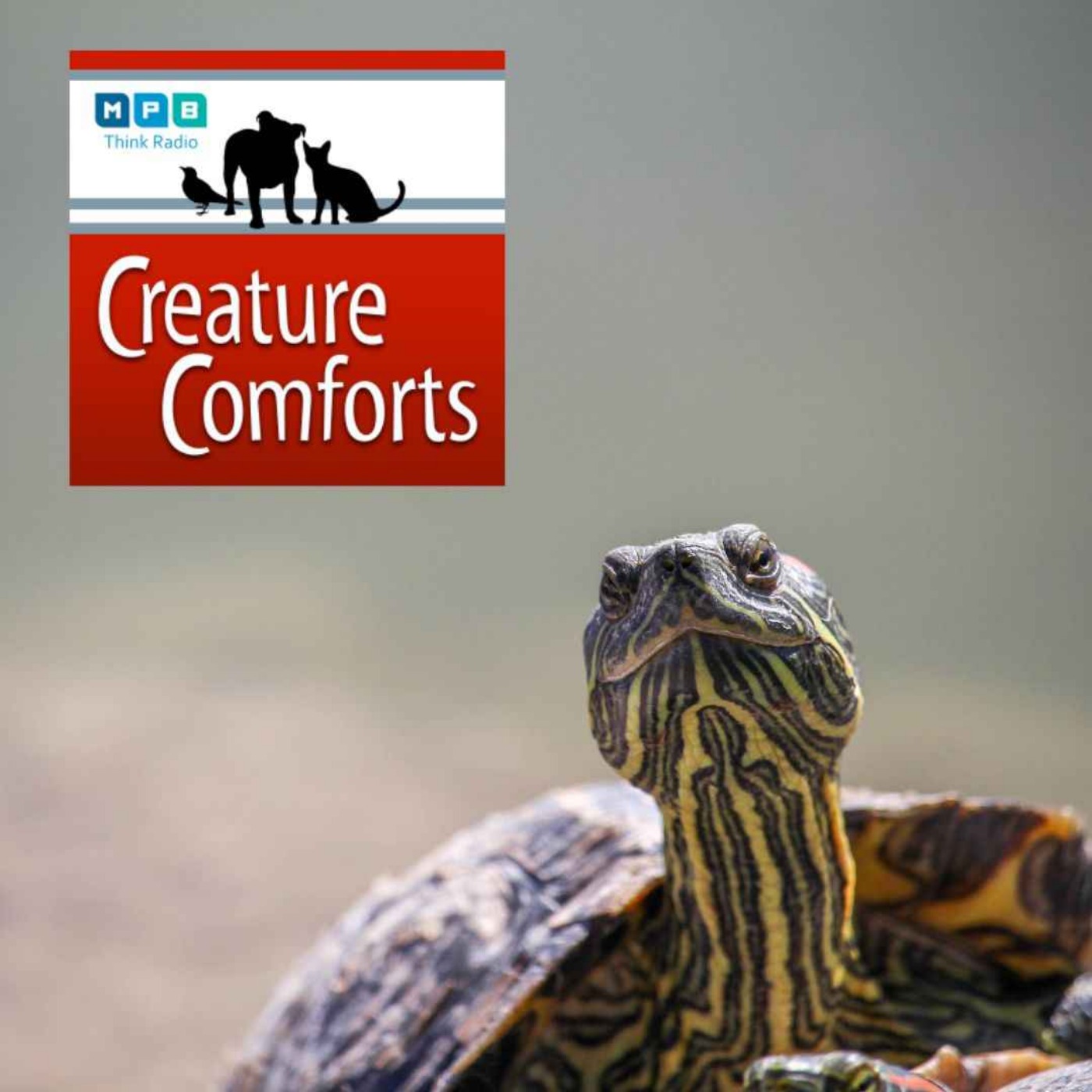 Creature Comforts | Pet Day - May 2022