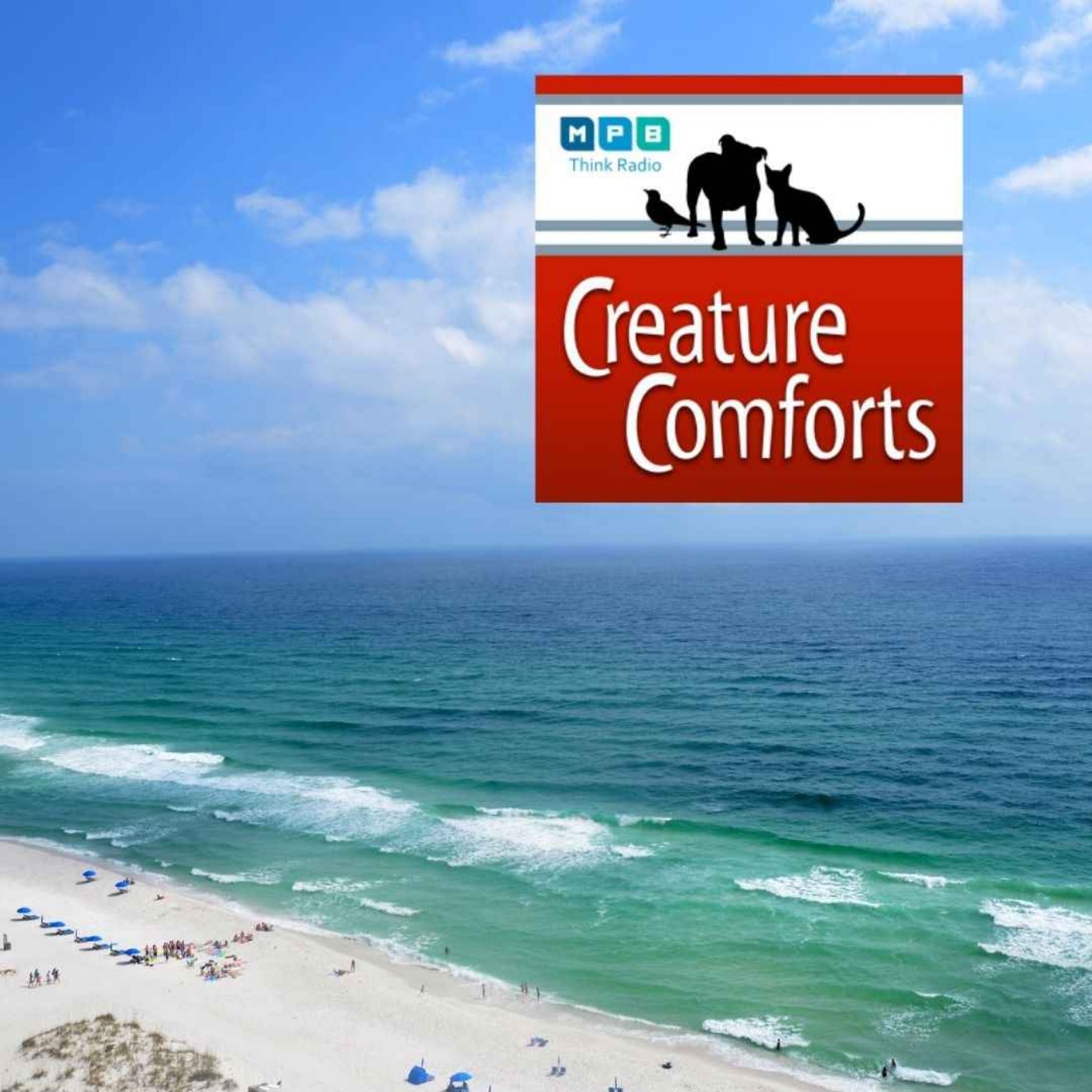 Creature Comforts | Healthy Gulf - Matt Rota
