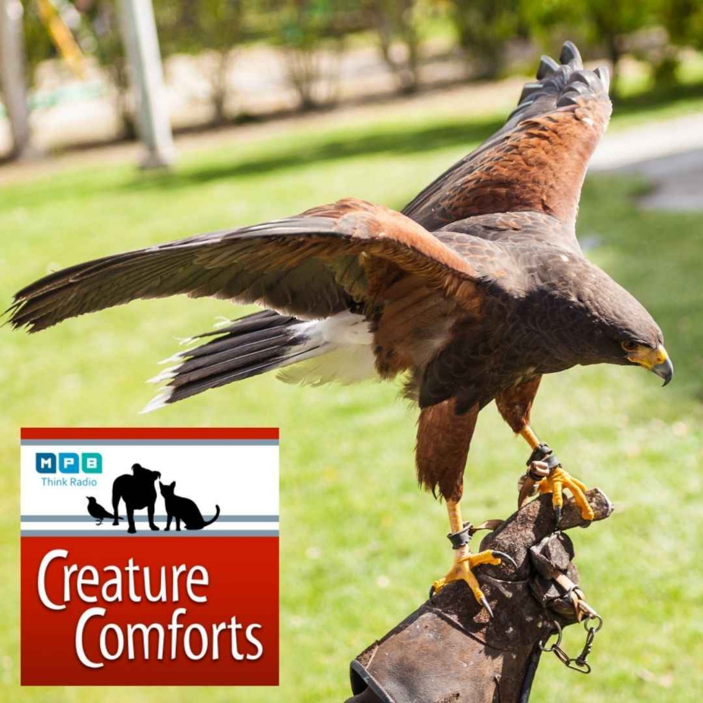 Creature Comforts | Falconry with Dr. Jennifer Coulson